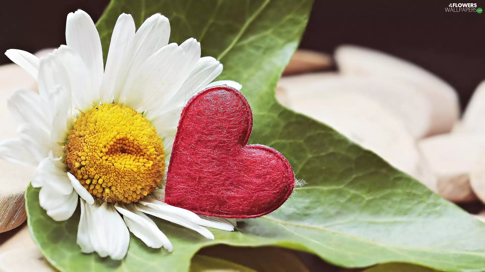 leaf, love, daisy, Heart, Colourfull Flowers
