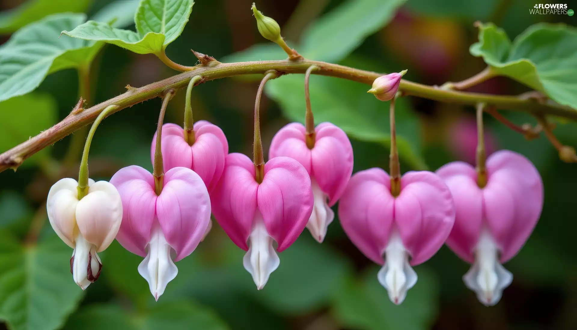 Bleeding Heart, Flowers, twig, Pink