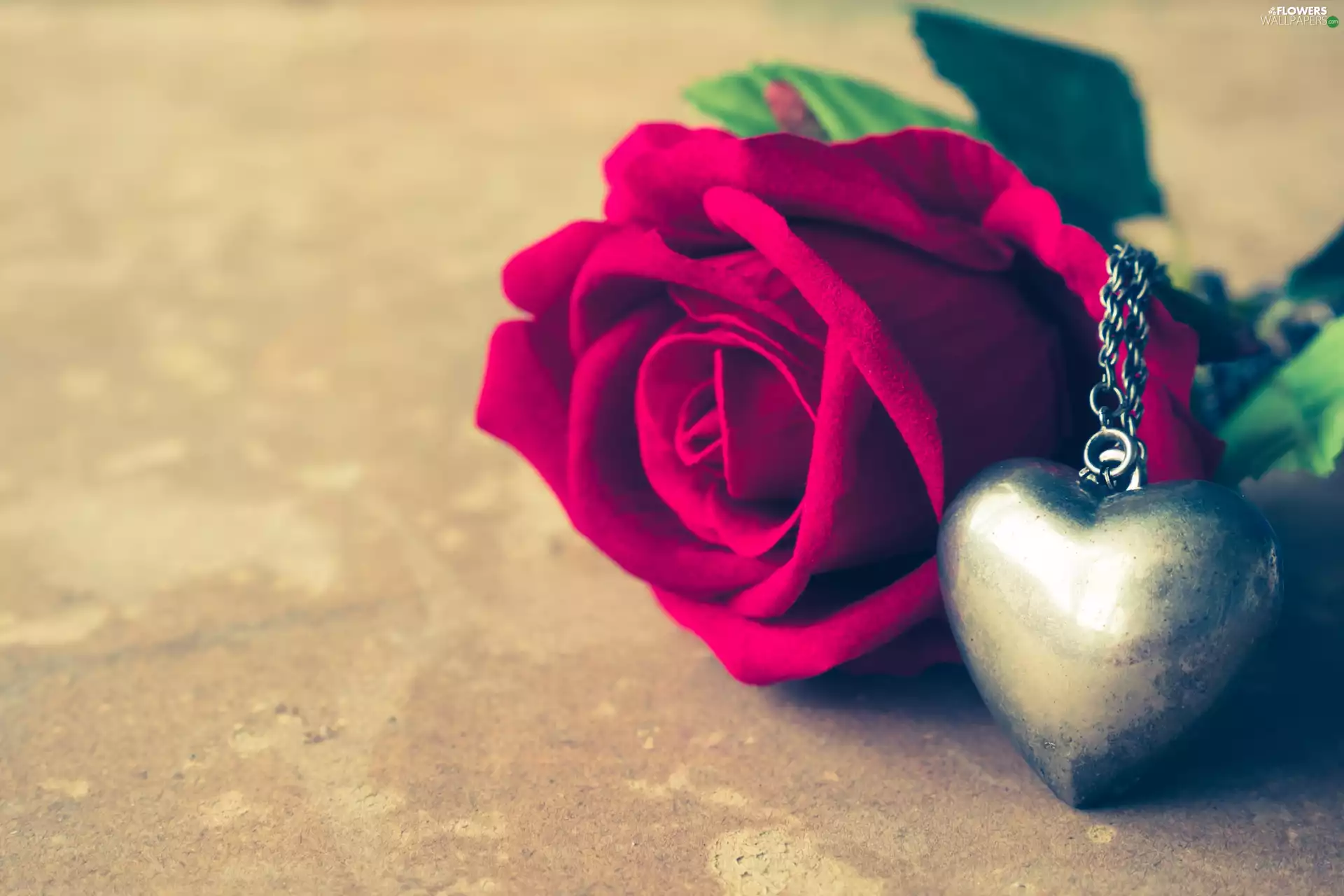 rose, Heart, neck chain, pendant