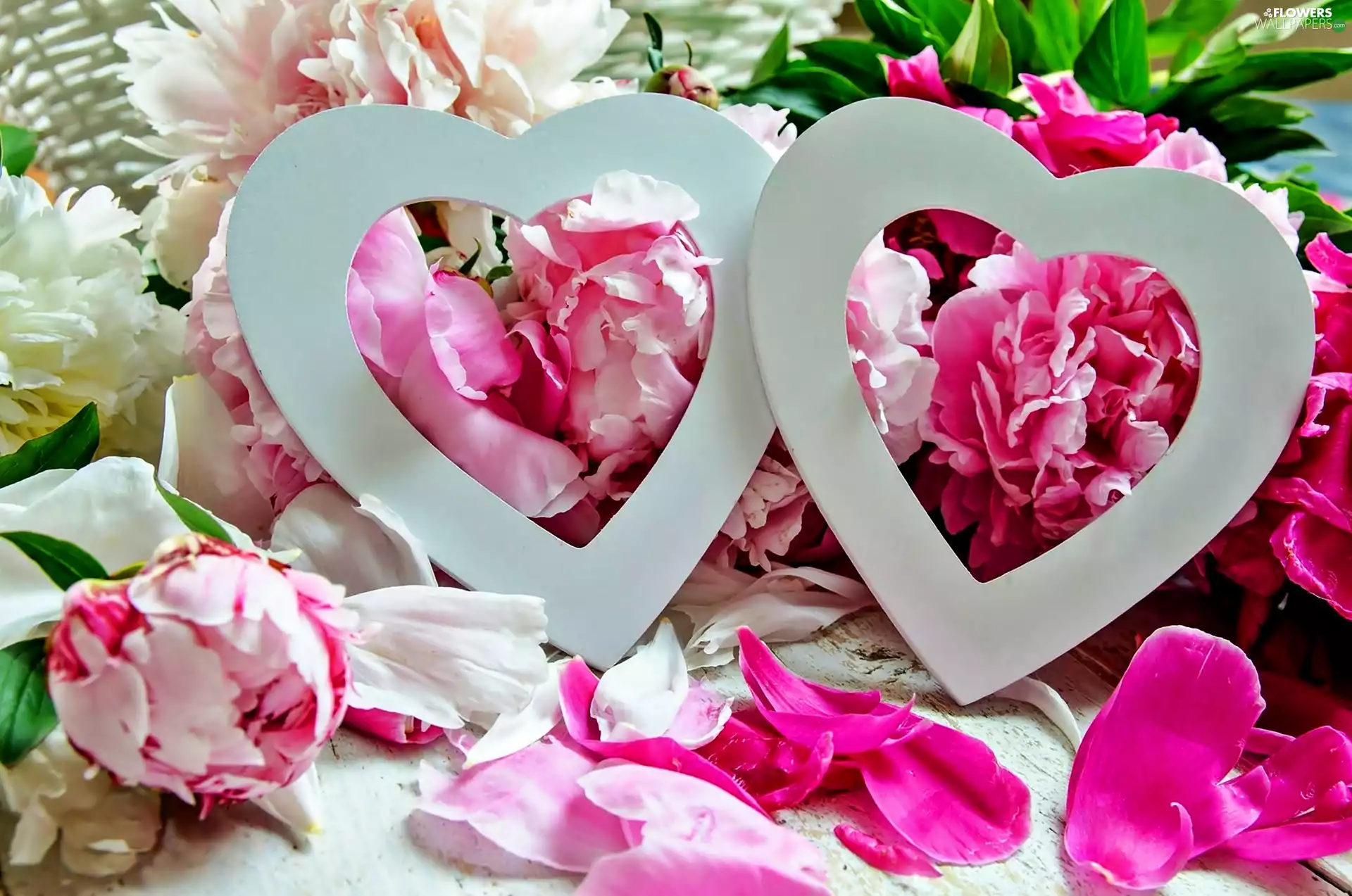 Peonies, Two cars, heart