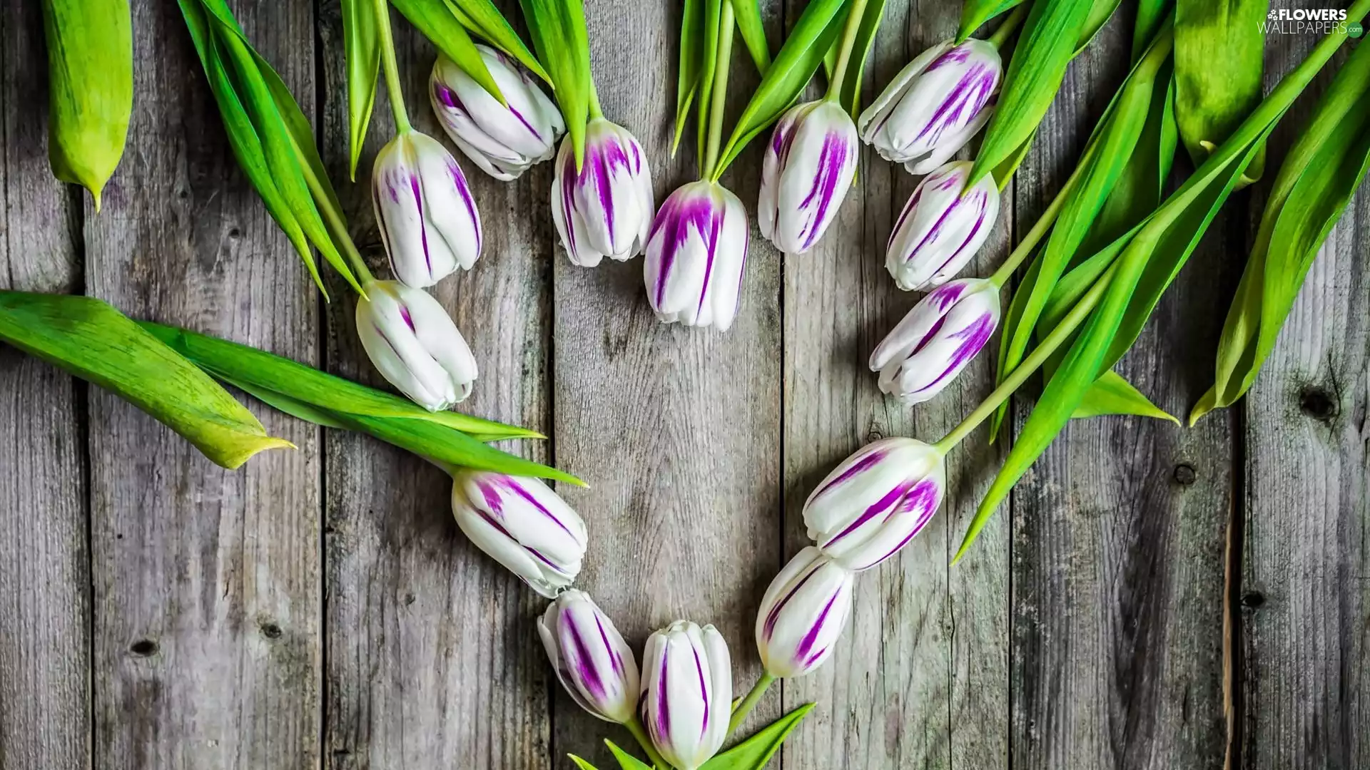 Heart, Flowers, Tulips