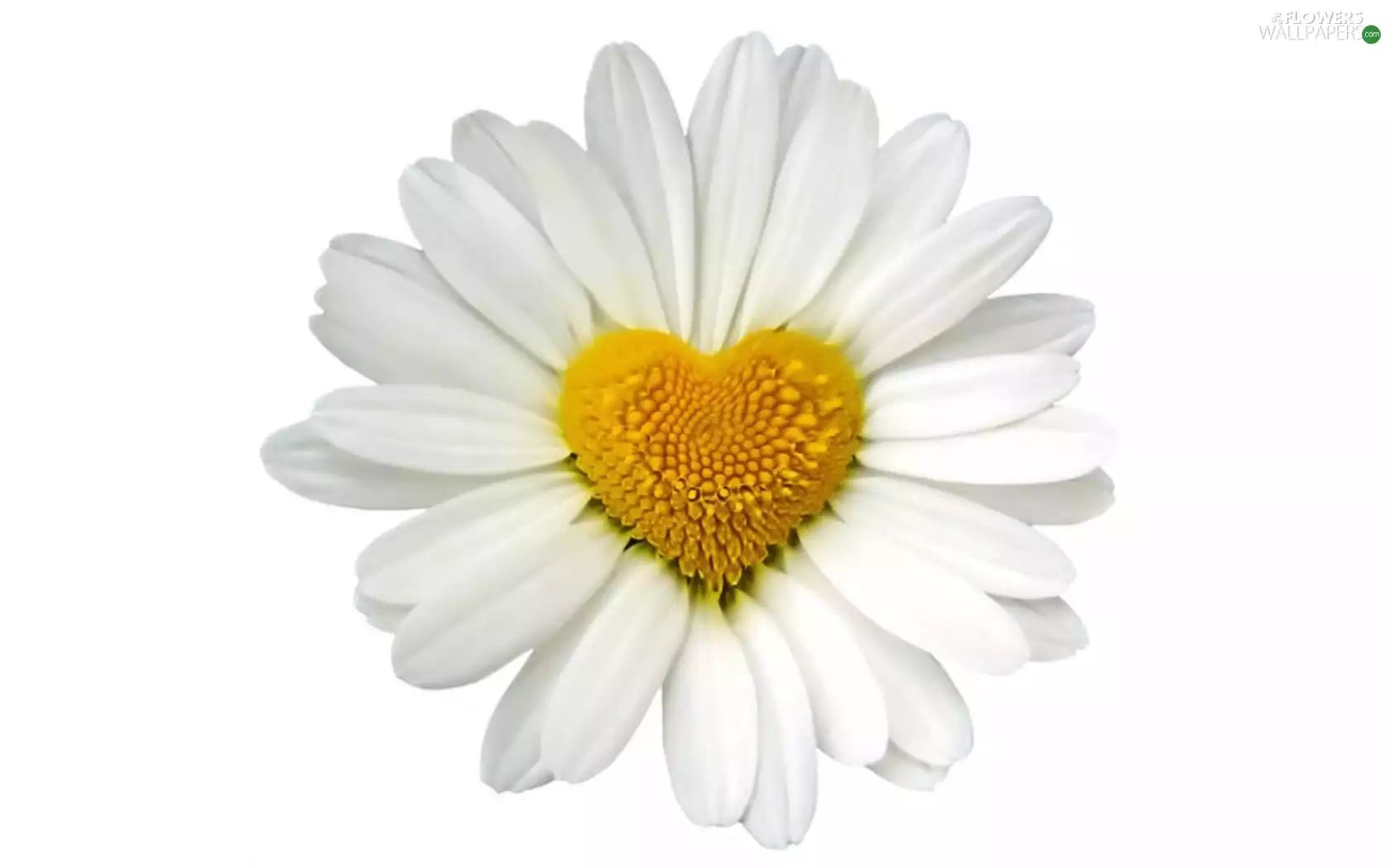 Heart, daisy, Yellow