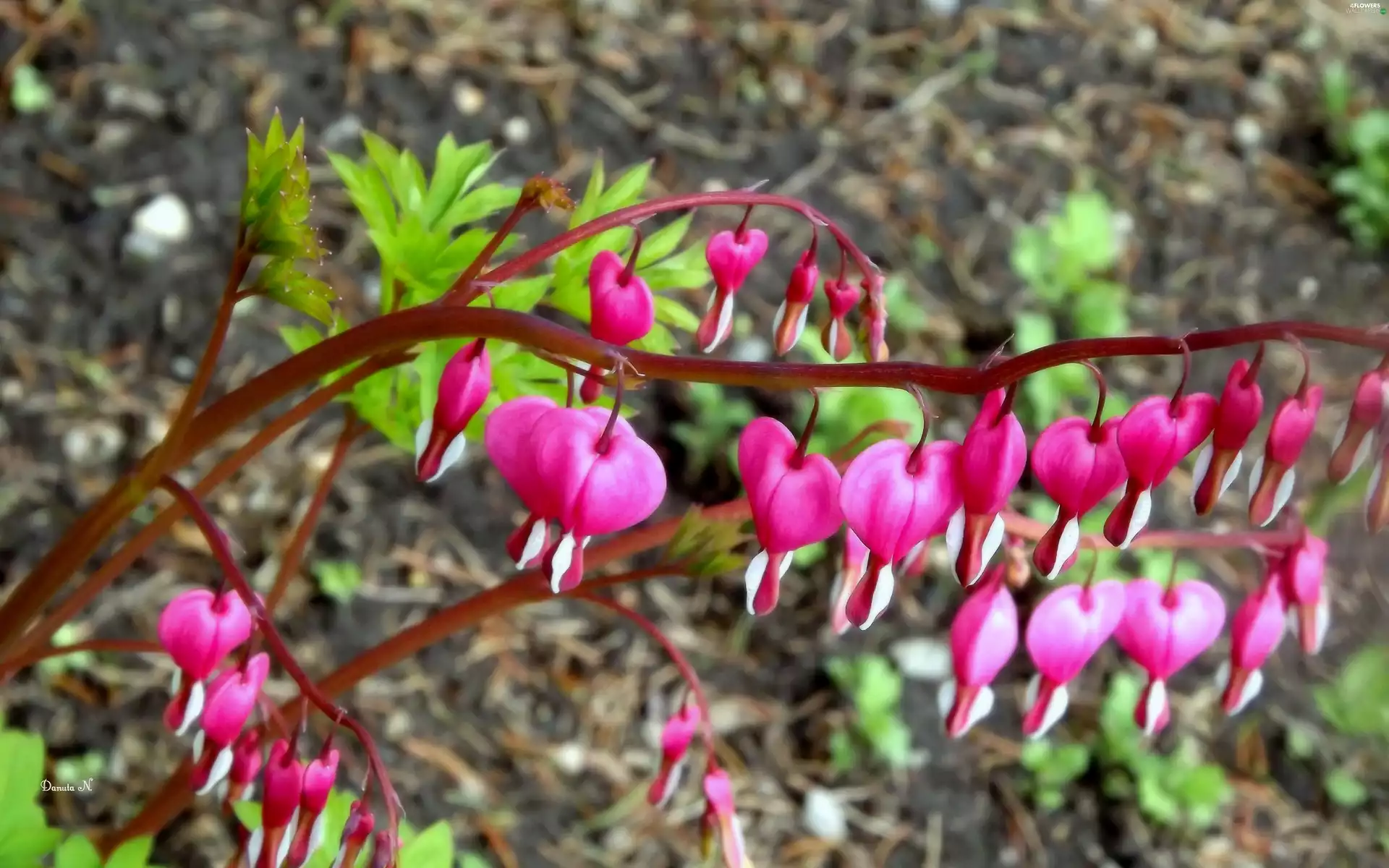 Flowers, Pink, Leaf, hearts
