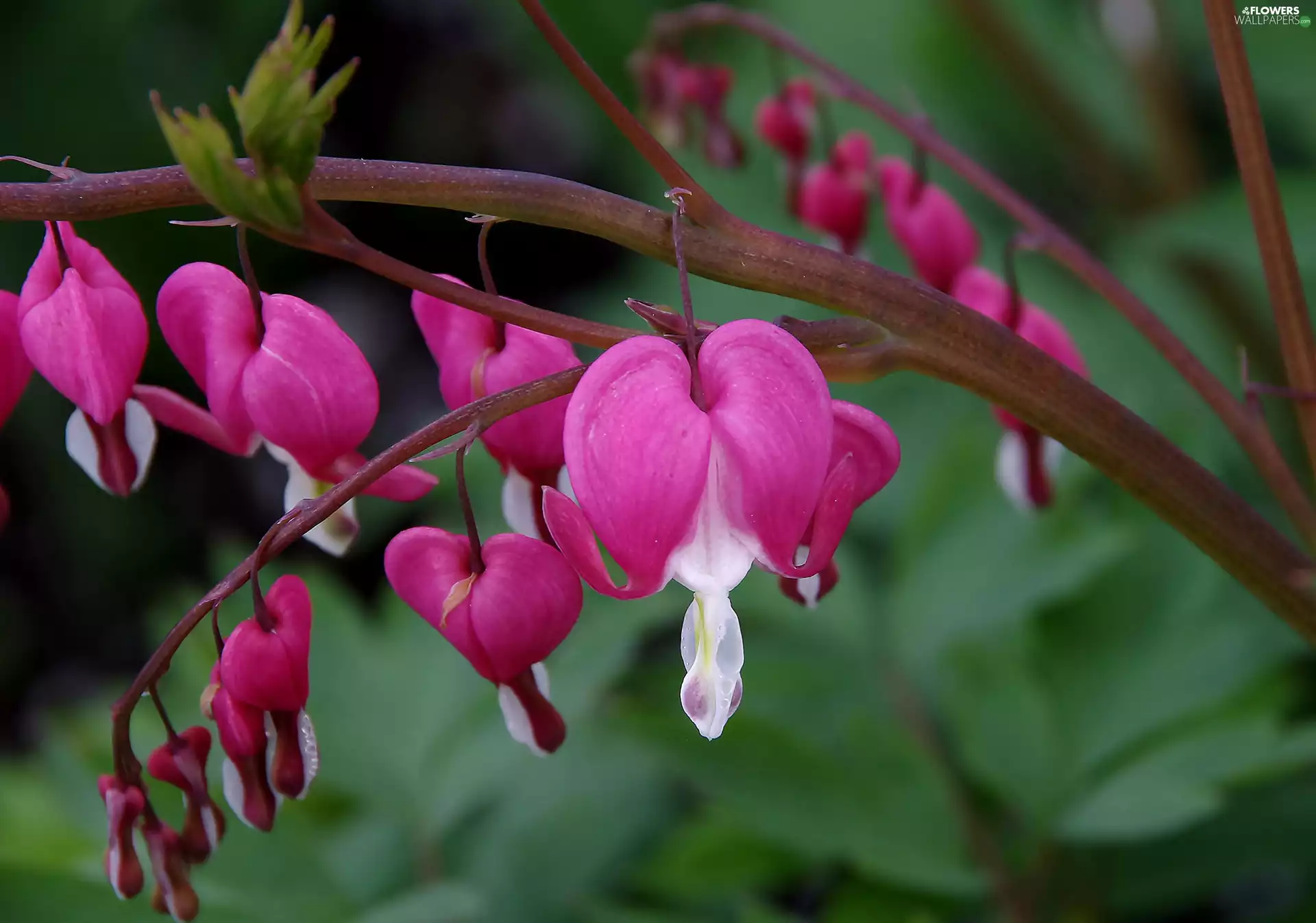 hearts, Purple, Flowers