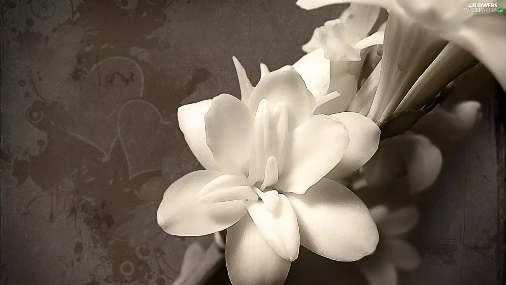 hearts, White, gladioli