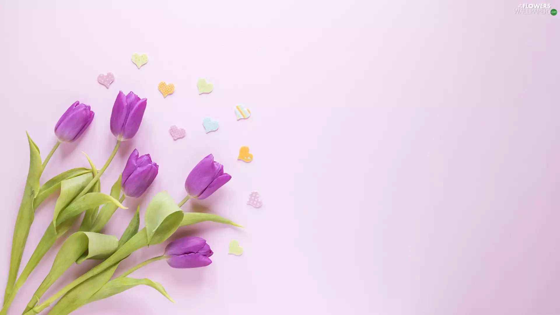 Flowers, hearts, Pink Background, Tulips