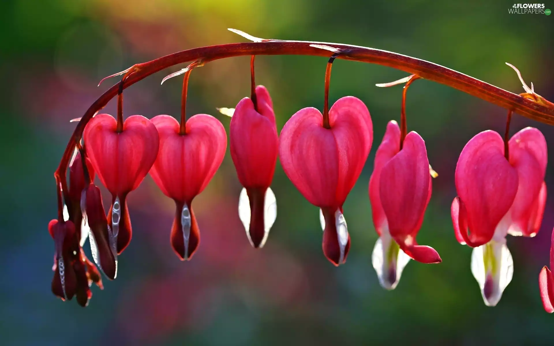 hearts, twig, Pink