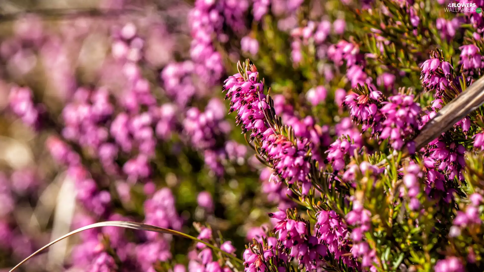 blur, Flowers, Winter Heath