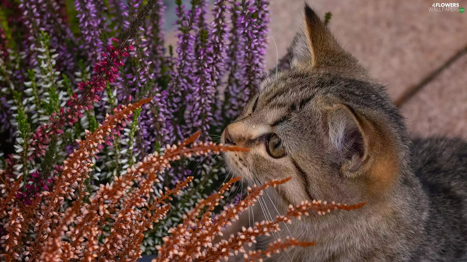 heather, gazing, cat