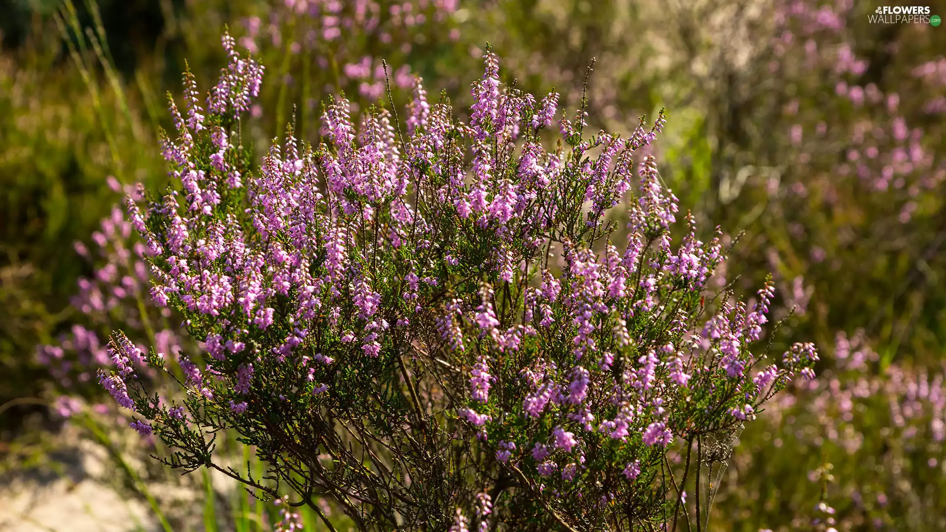 Heather ordinary, cluster