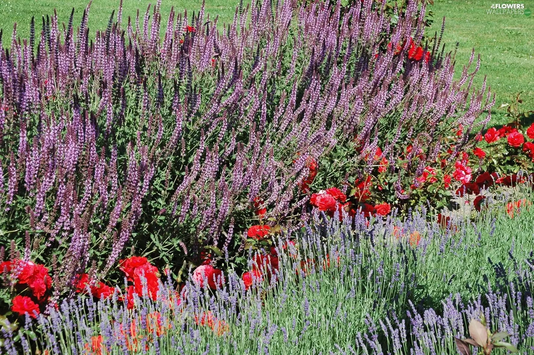 Flowers, heather