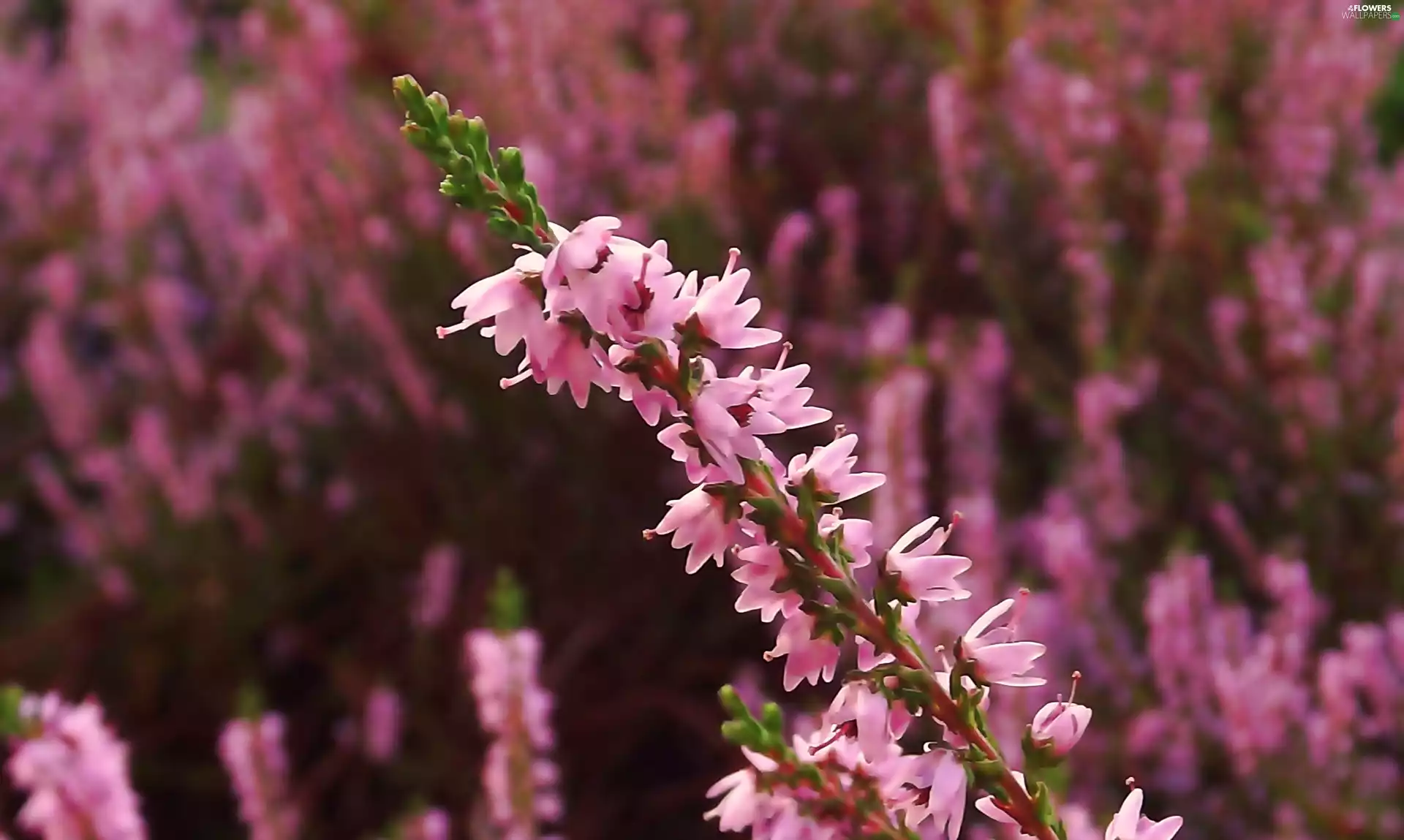 heather, lilac, Pink