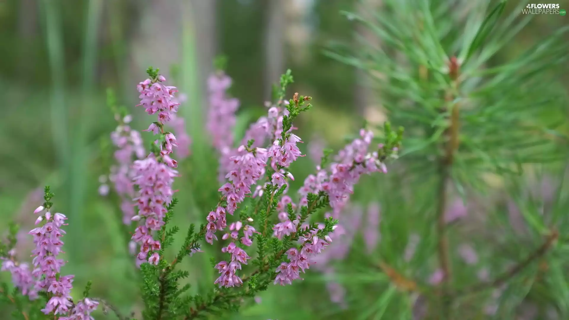 heather, twig, Pink
