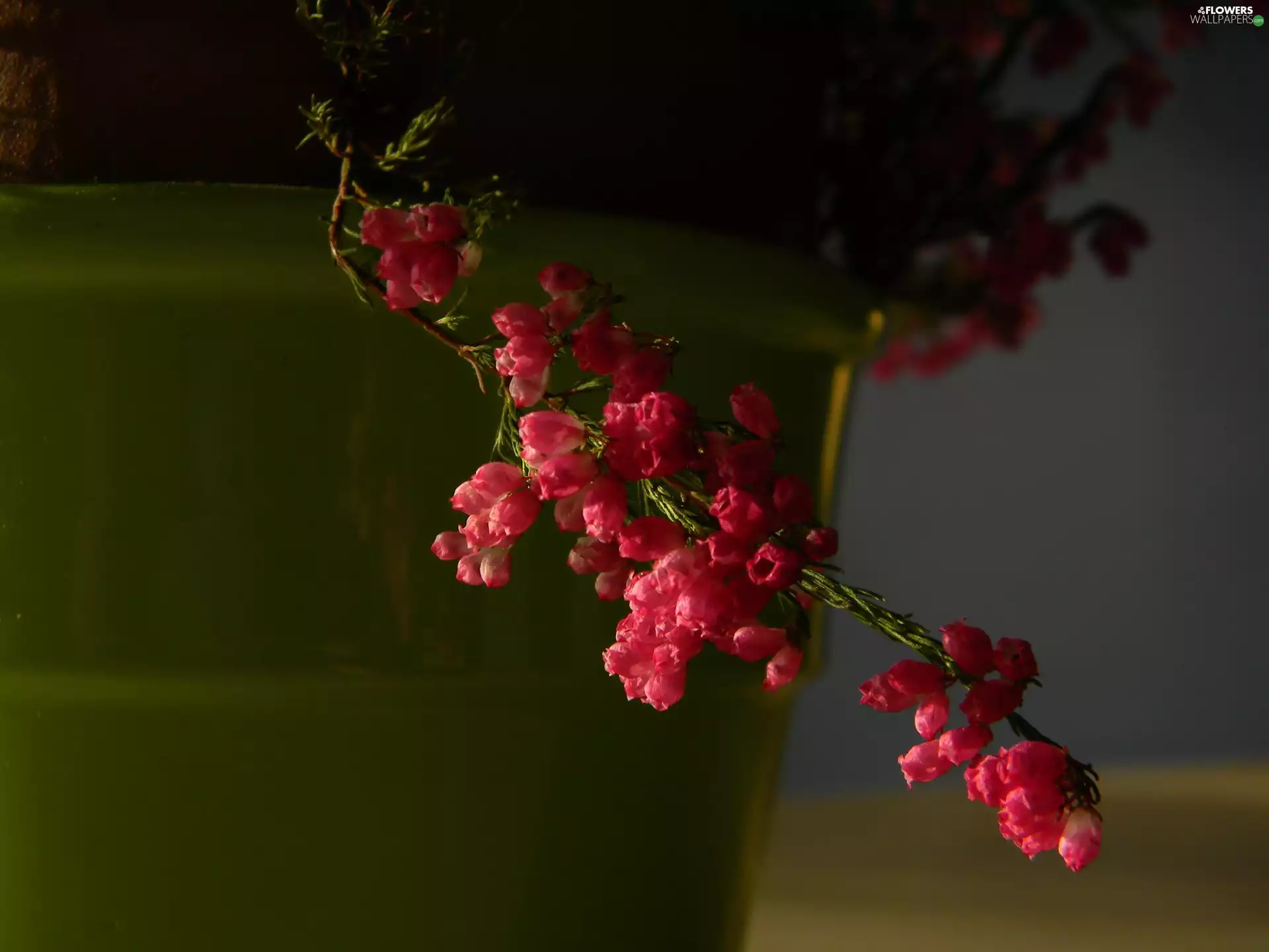 heather, twig, pink