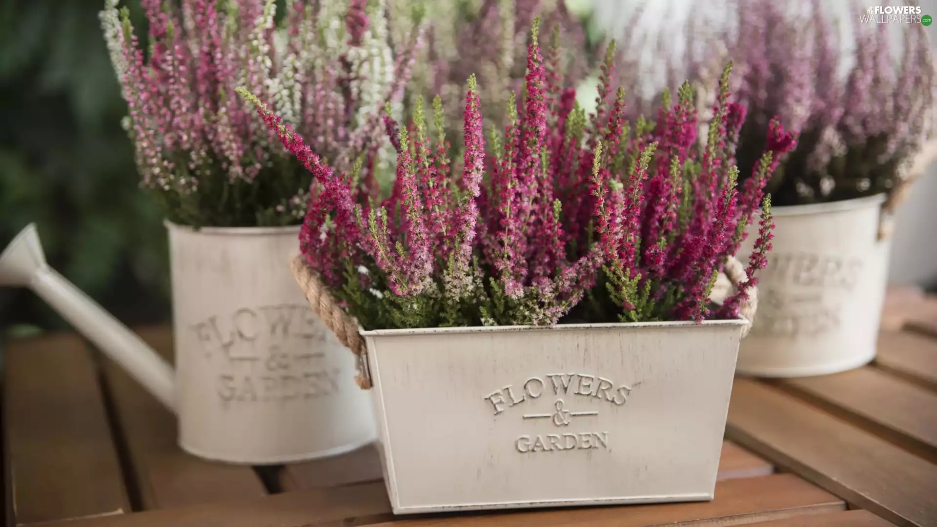 heather, ornamental, Pots