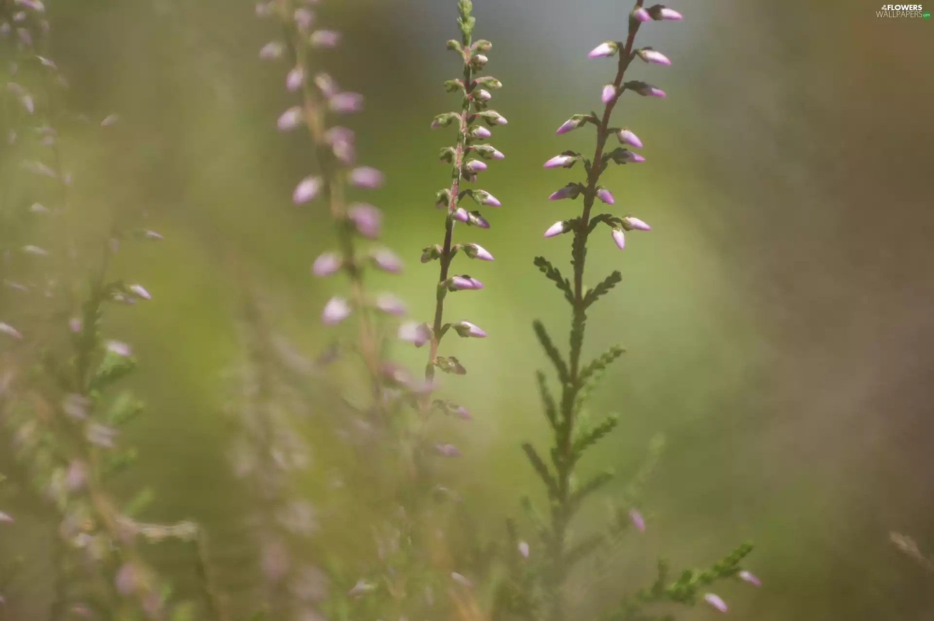 Twigs, Violet, Heather ordinary