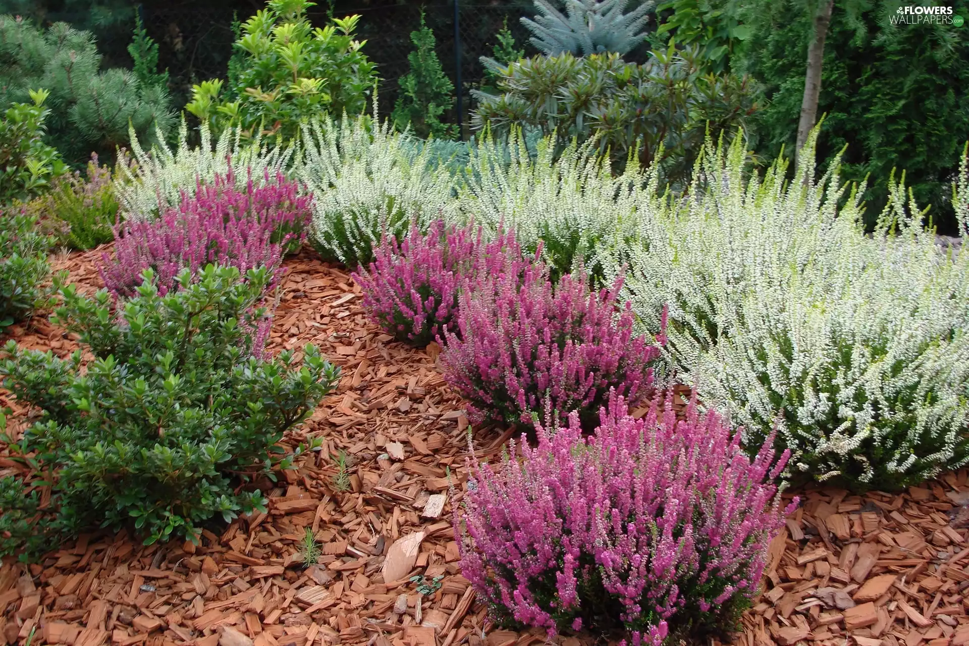 heather, Pink, White
