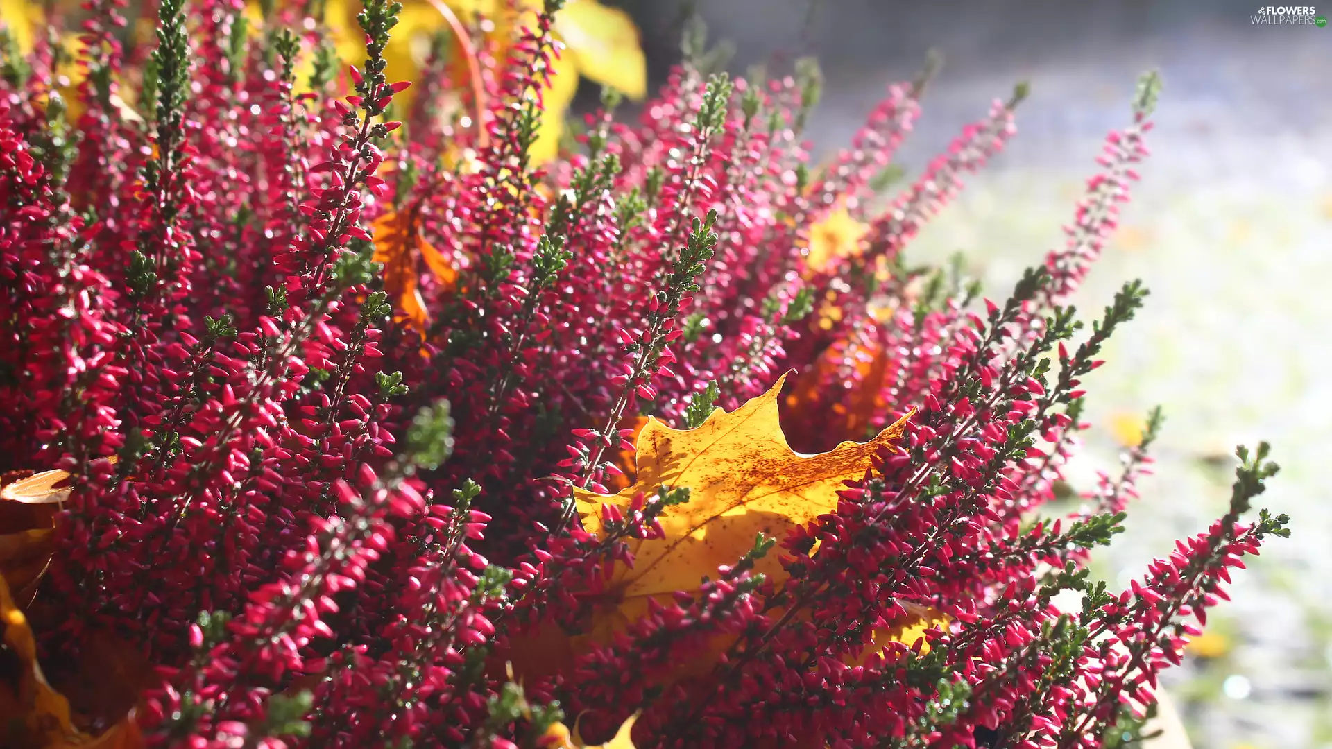 flourishing, yellowed, leaf, heathers