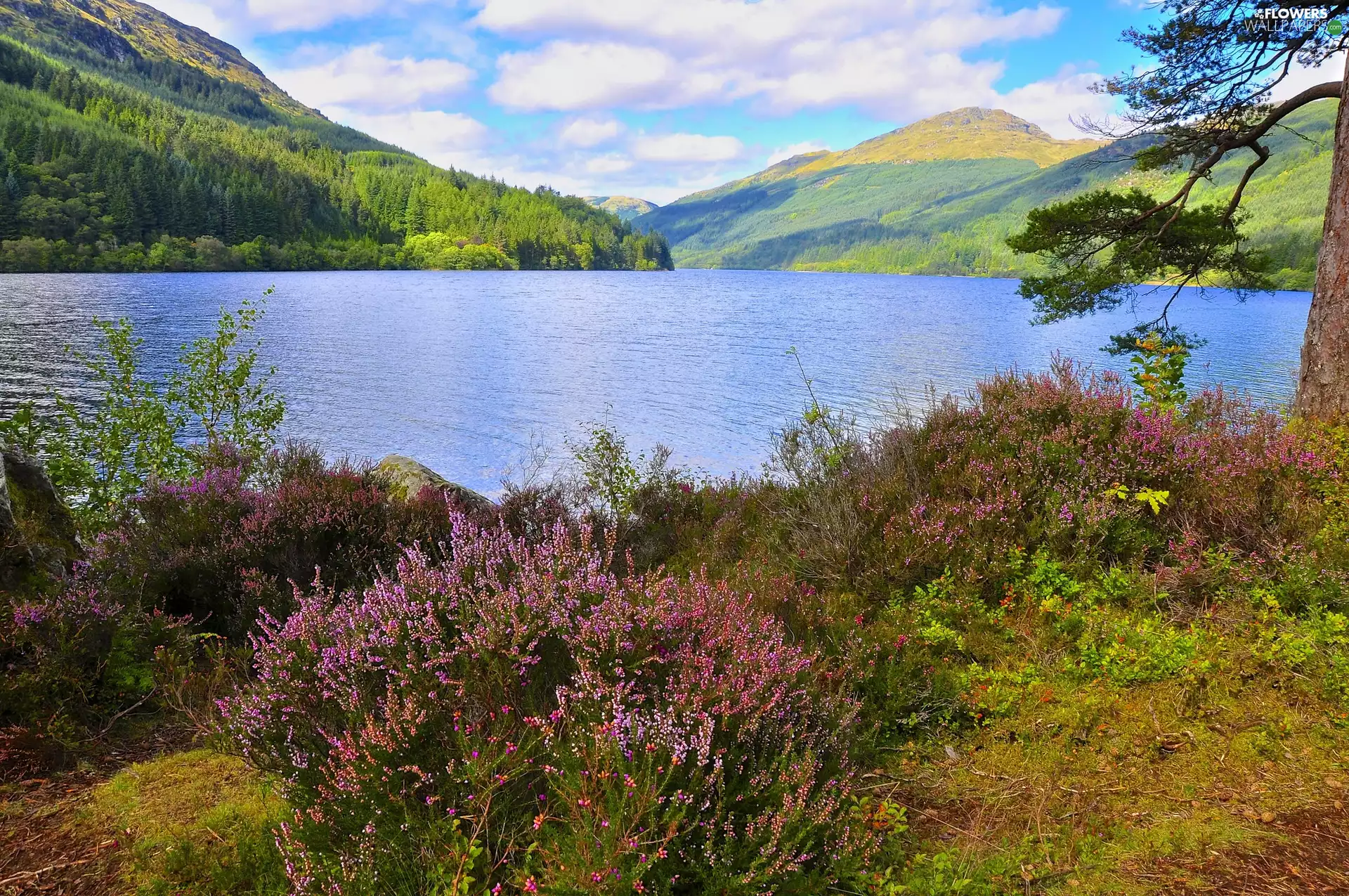 heathers, Gory, lake