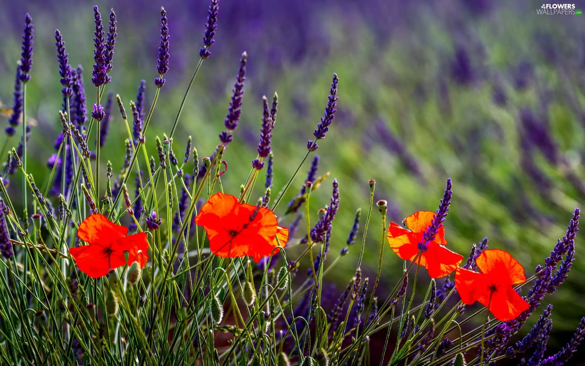 papavers, Meadow, Spring, heathers