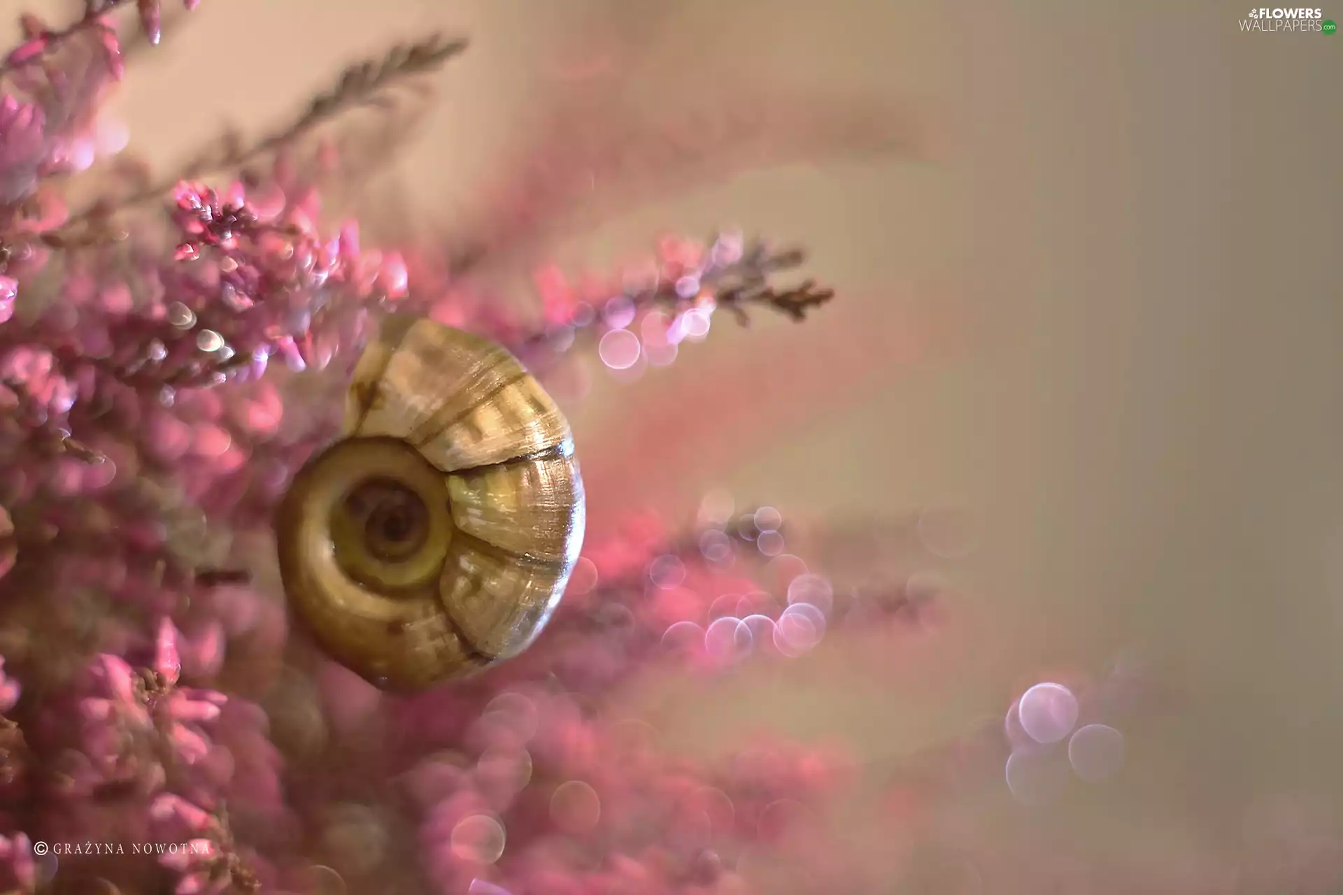 heathers, shell, Pink