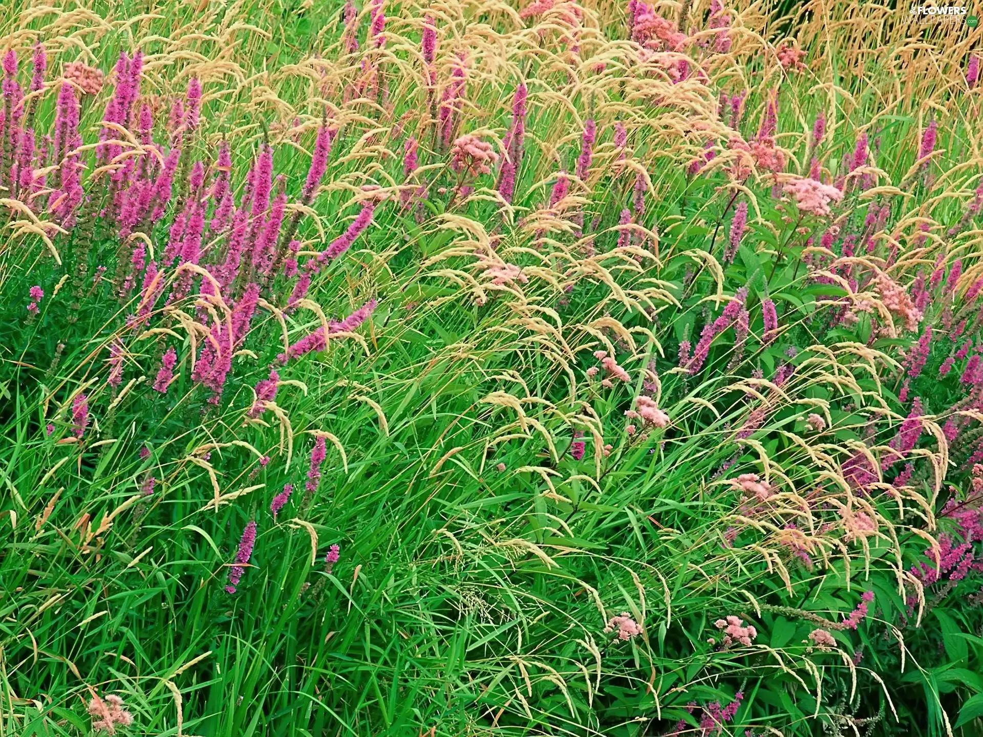 heathers, Meadow, purple