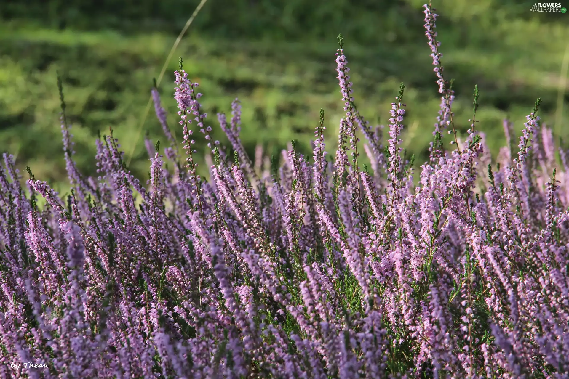 purple, heathers