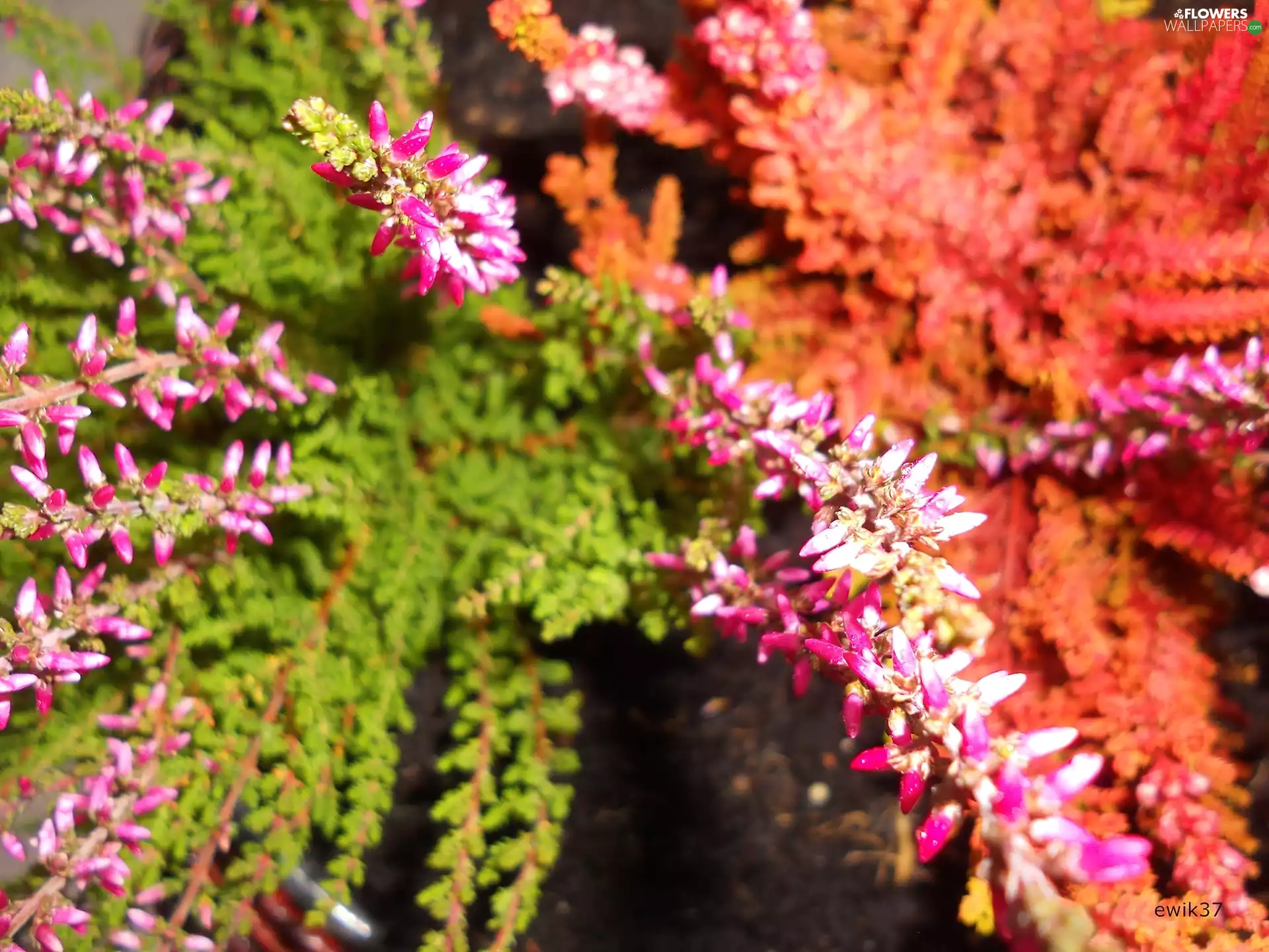 heathers, Pink, Red