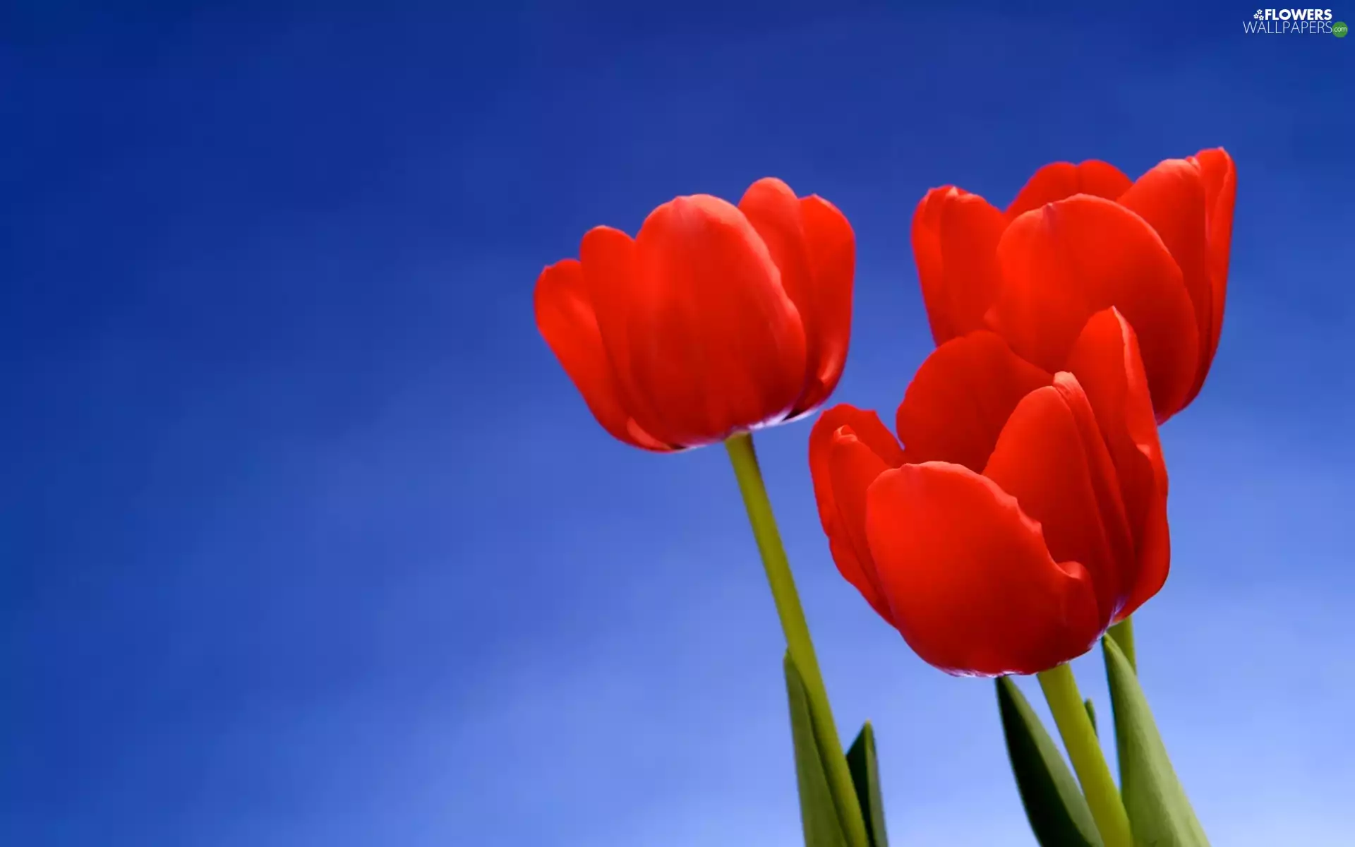 azure, Heaven, Red, Tulips, Three