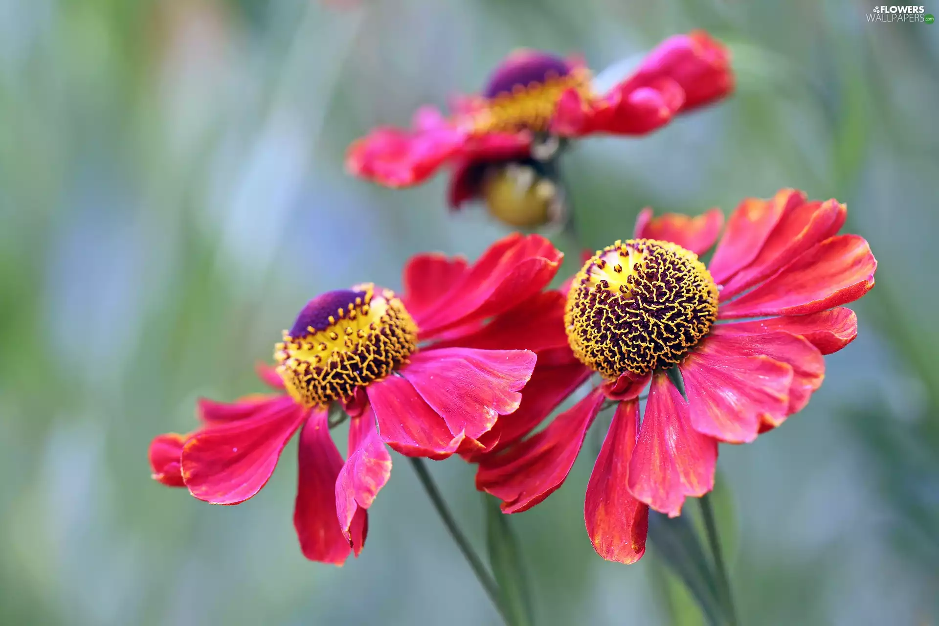 blurry background, Flowers, Helenium