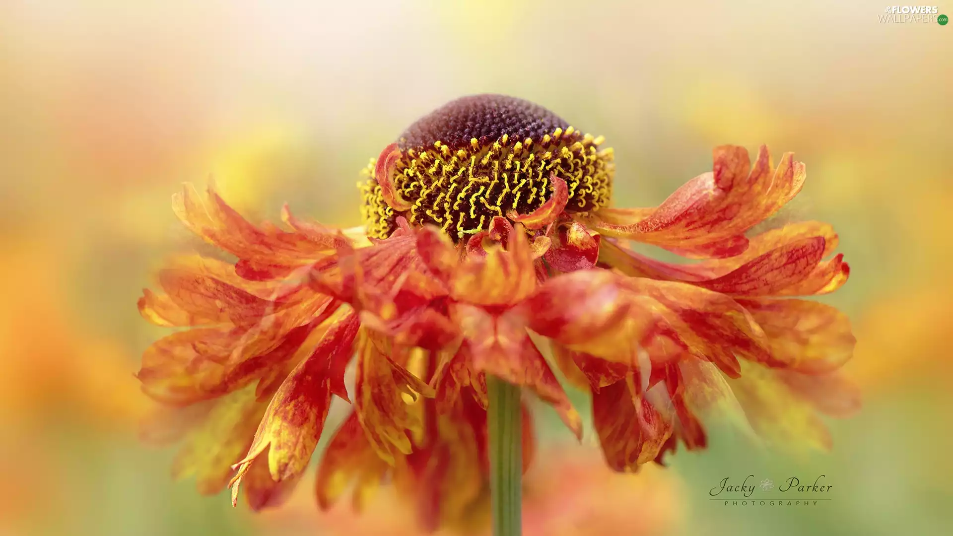 Close, Colourfull Flowers, Helenium