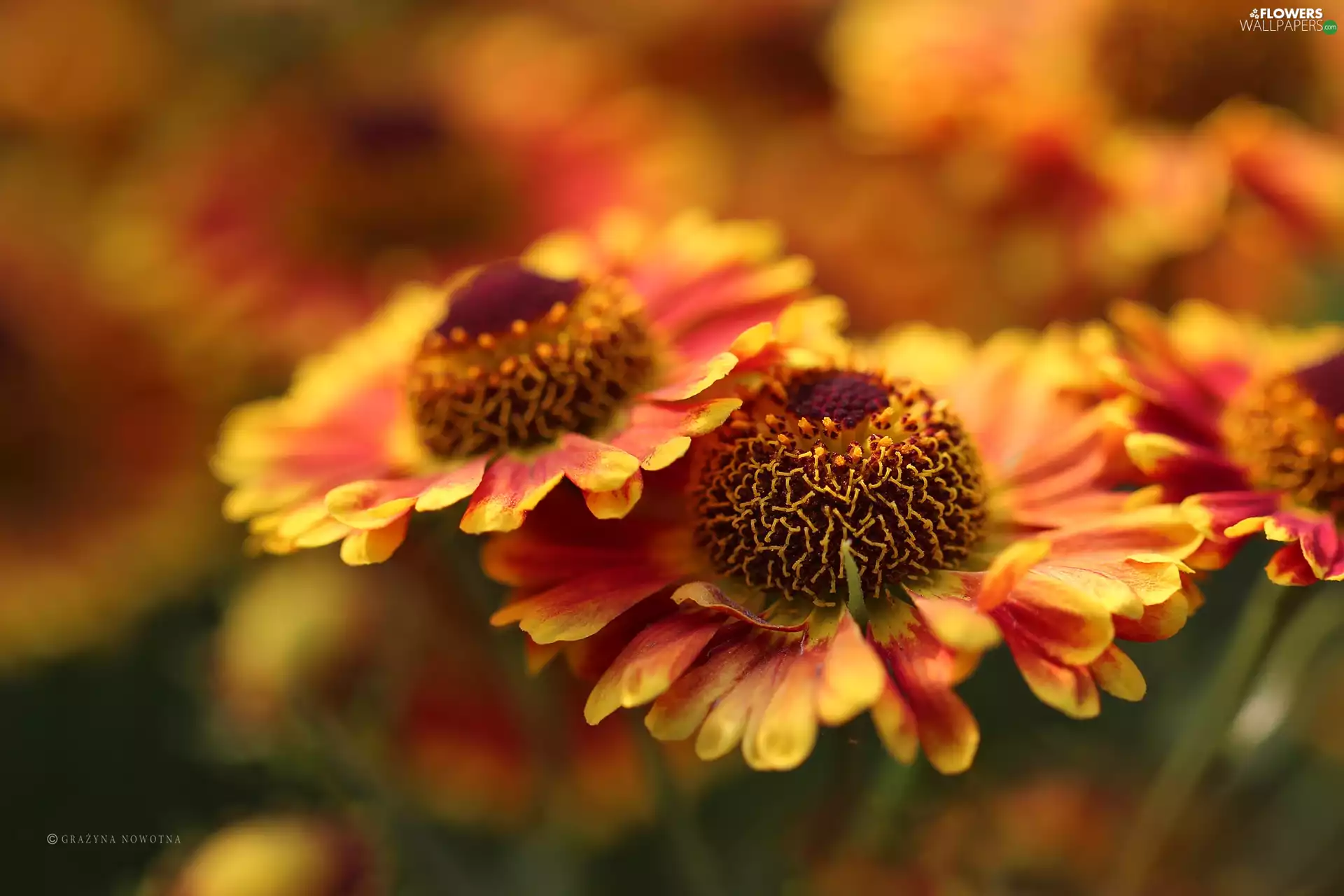 Yellow, Helenium, flakes, red, Flowers