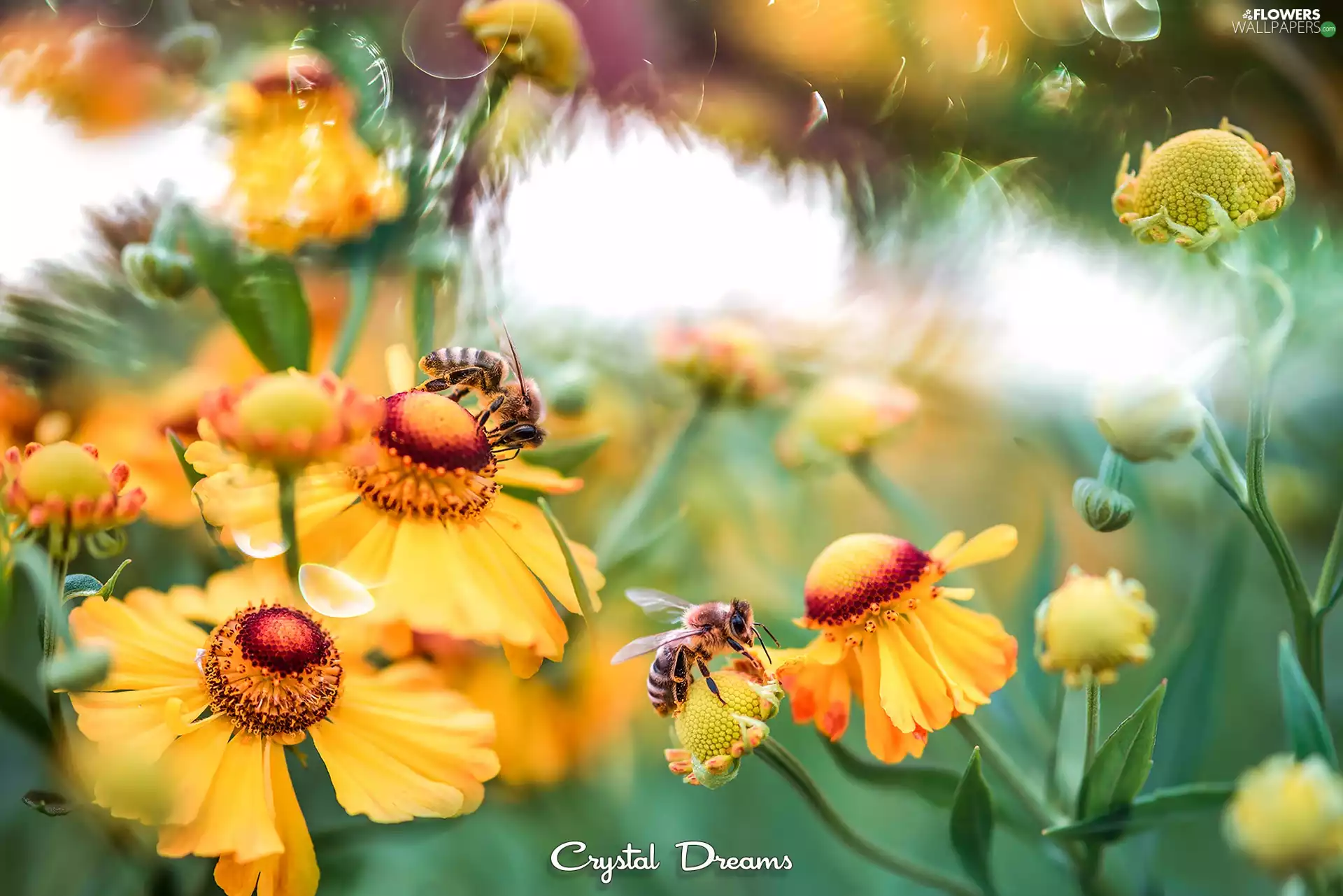 Flowers, Two, Bees, Helenium