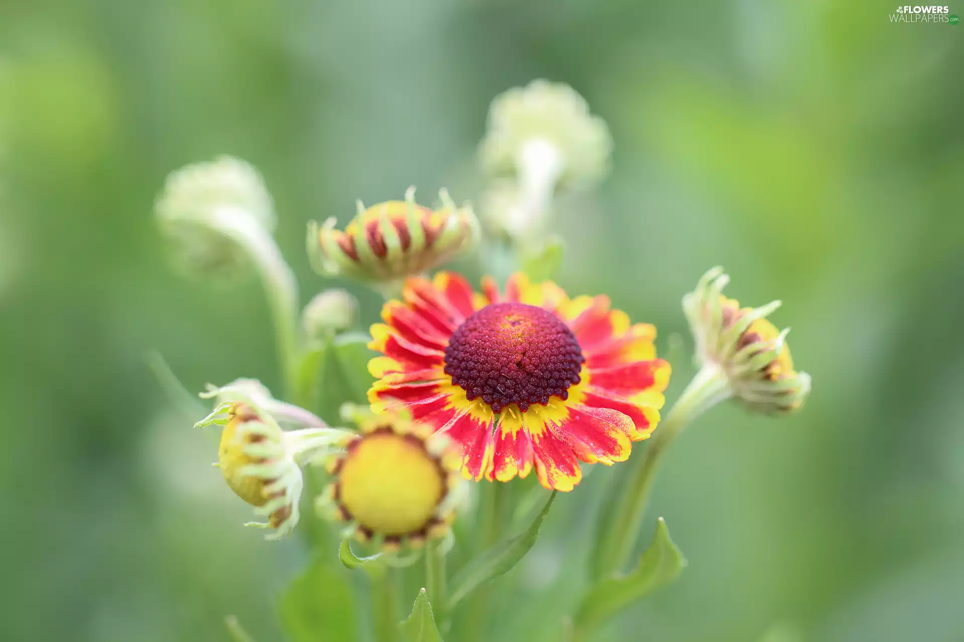 Helenium Hybridum, Flowers