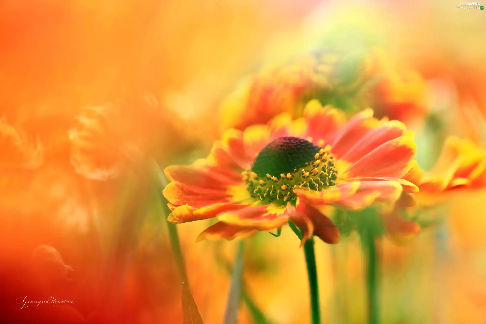 Helenium, Red, Flowers