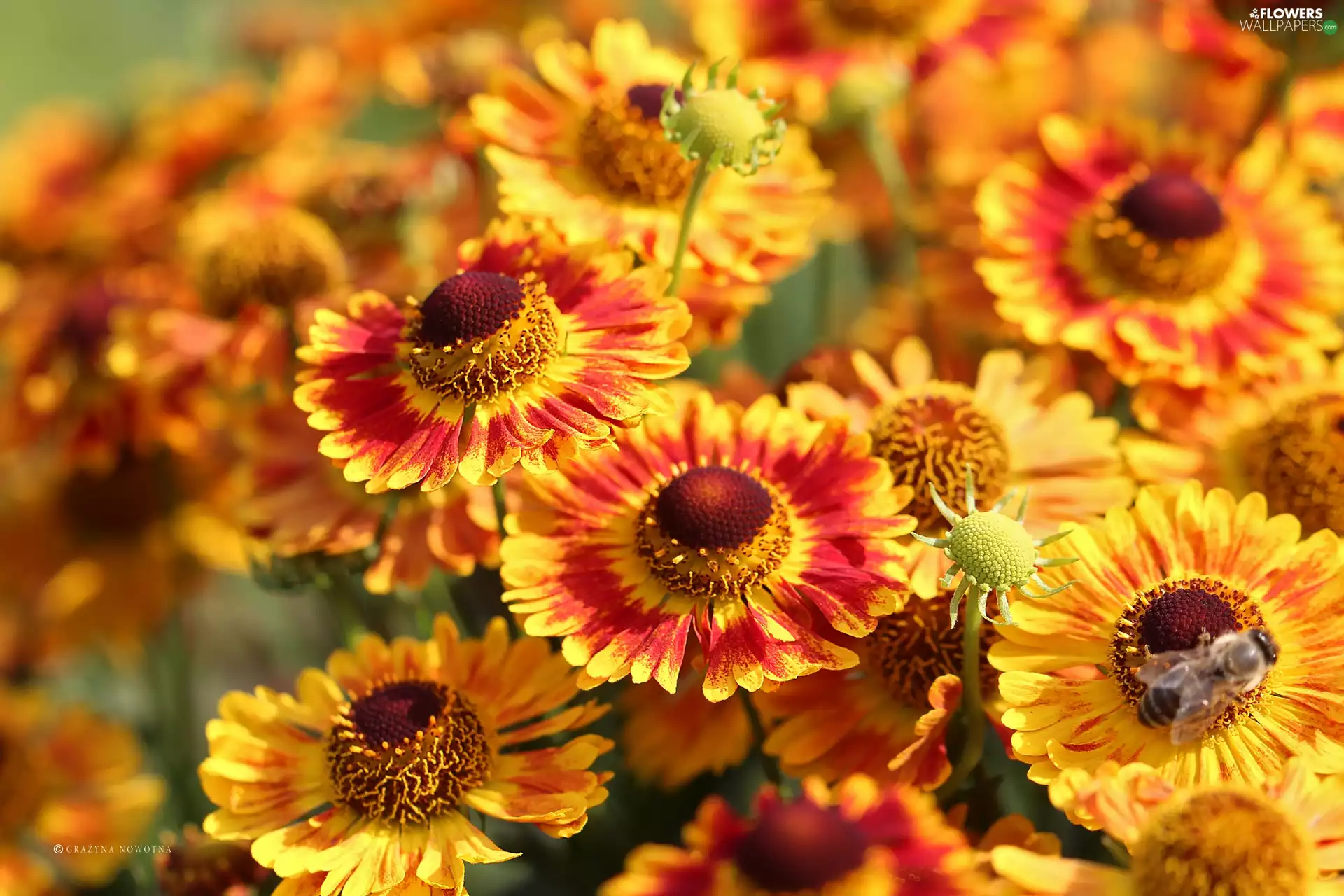 Red, Helenium, Flowers, Yellow, summer
