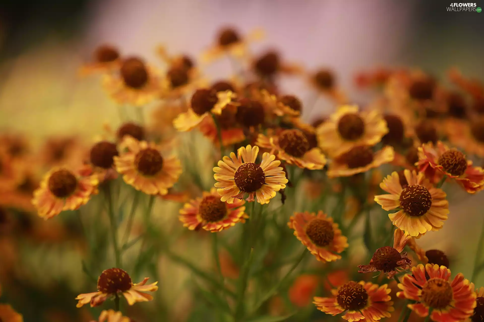 Helenium, Flowers