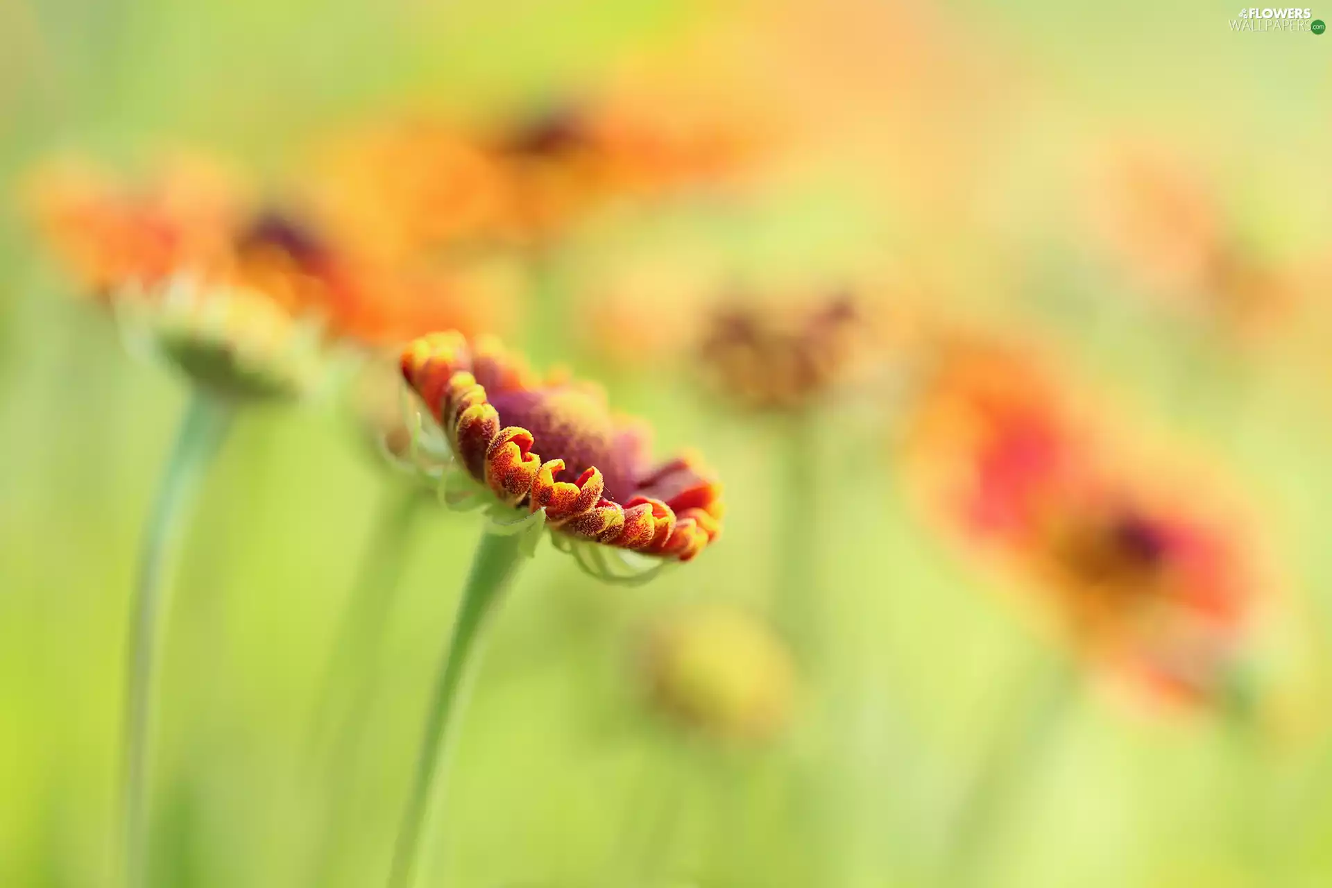 bud, Helenium Hybridum, Colourfull Flowers