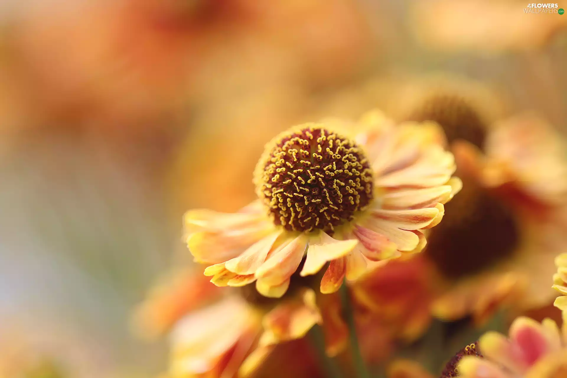 Close, Helenium Hybridum, Colourfull Flowers