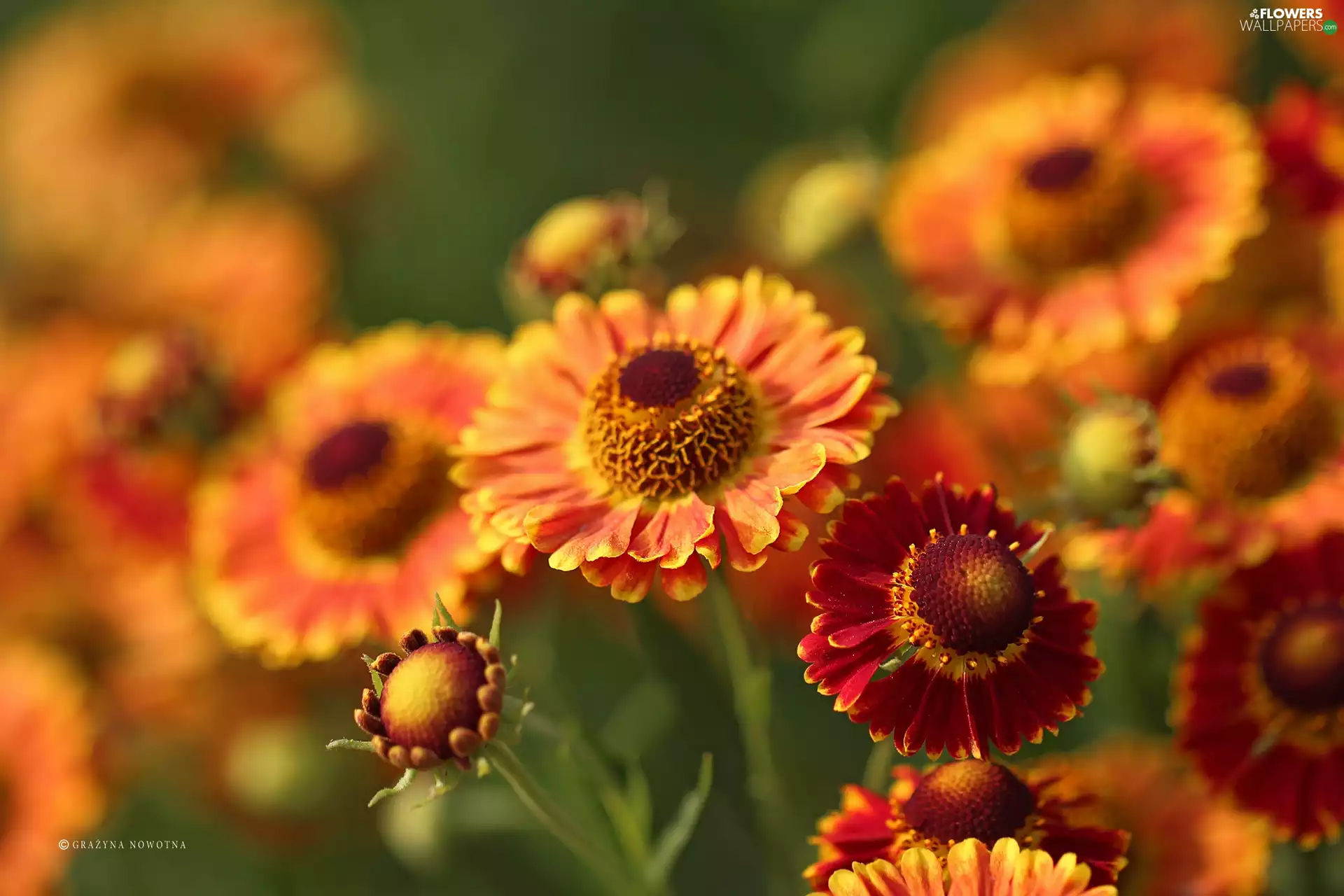flakes, Helenium, Yellow, Flowers, Red