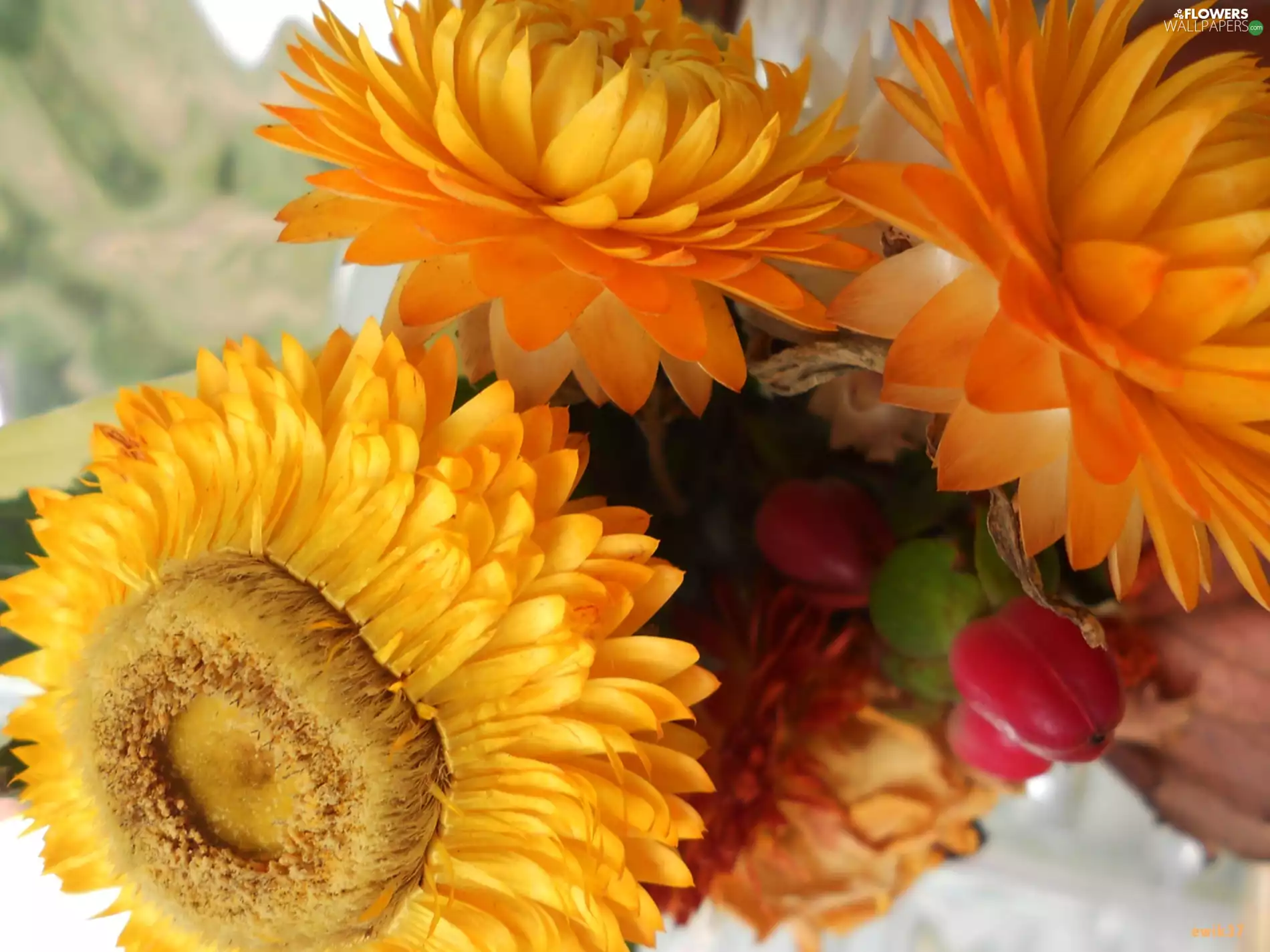 Helichrysum, bouquet