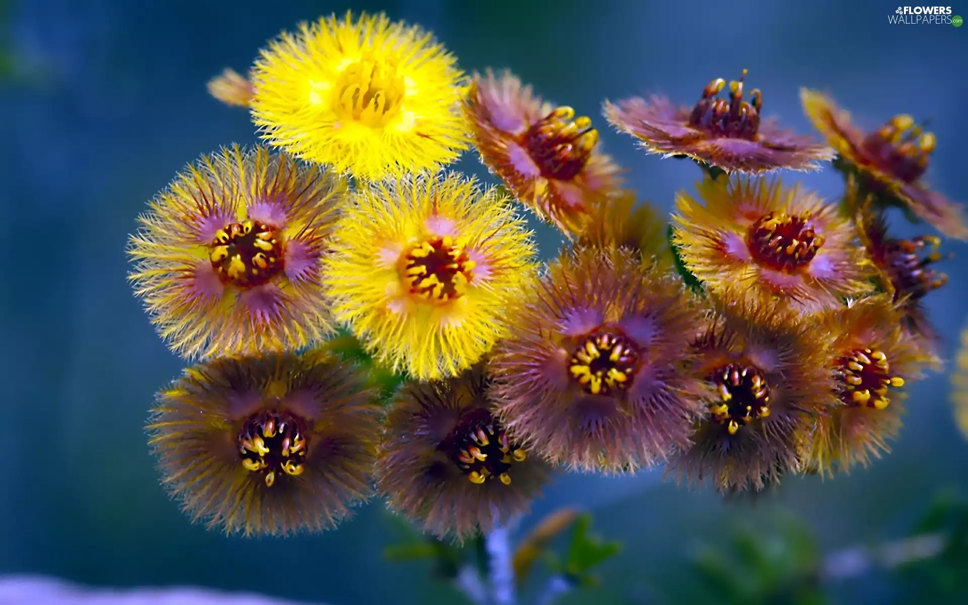 Helipterum, bouquet, Flowers