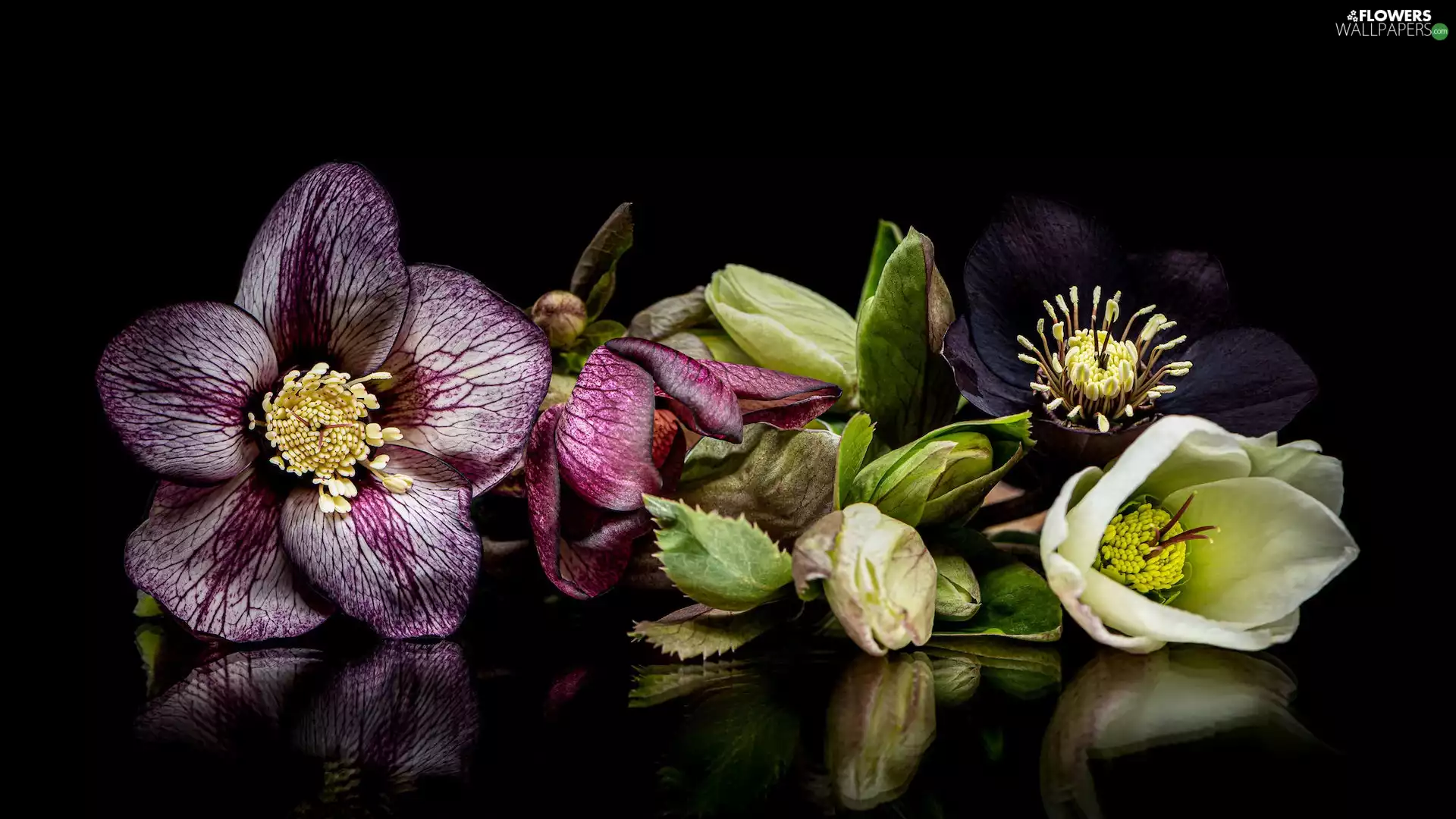 Helleborus, black background
