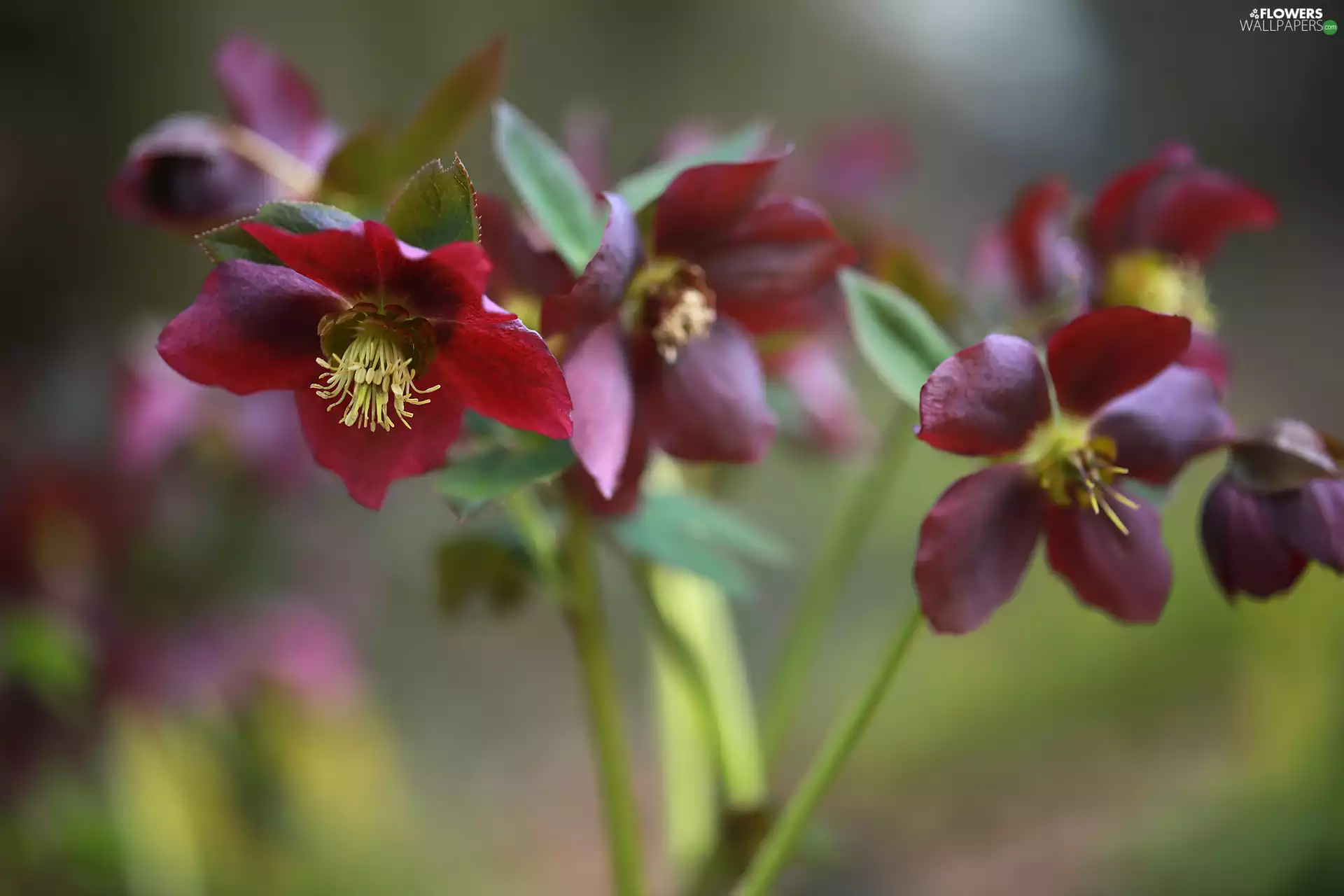 claret, Flowers, rapprochement, Helleborus