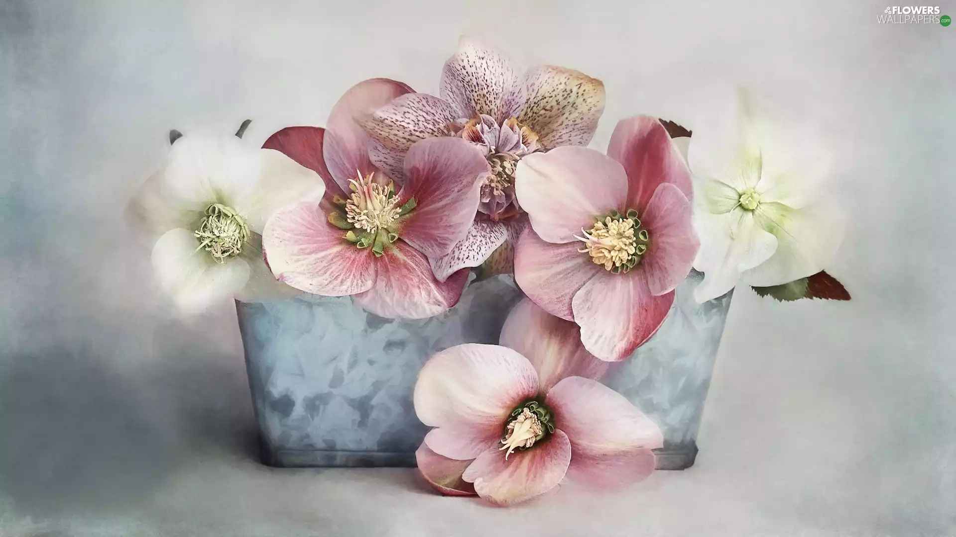 Flowers, Blue, pot, Helleborus