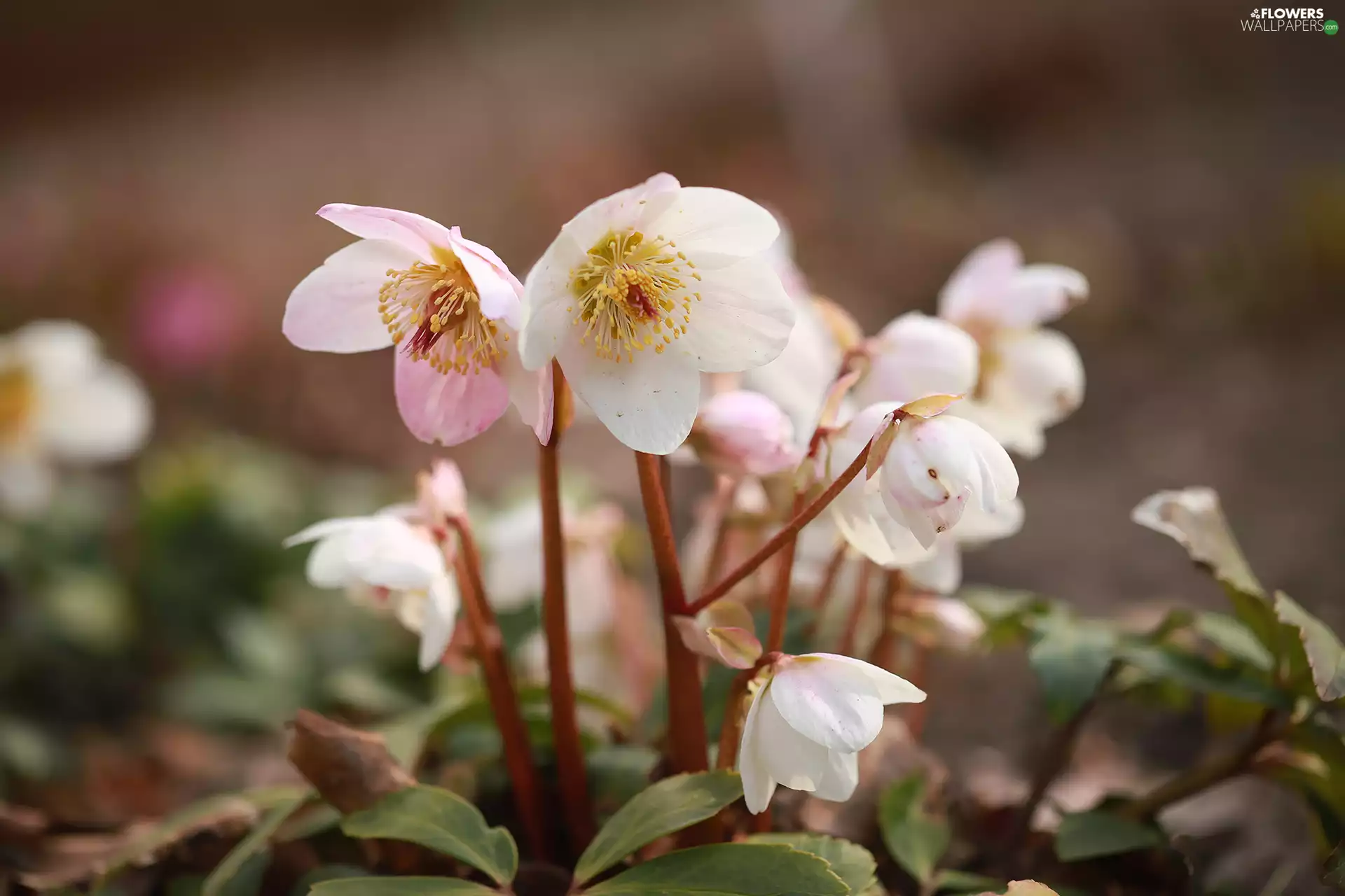 Pink, Flowers, Spring, Helleborus