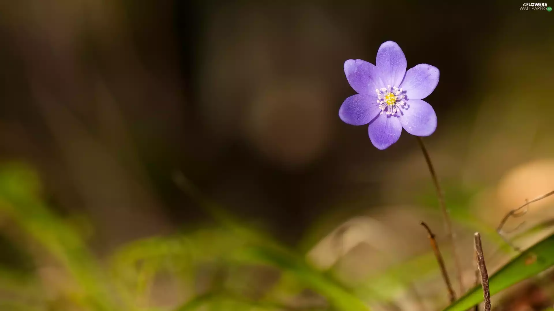blurry background, Violet, Hepatica