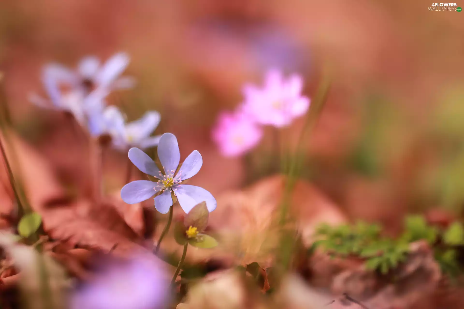 Colourfull Flowers, Blue, Hepatica