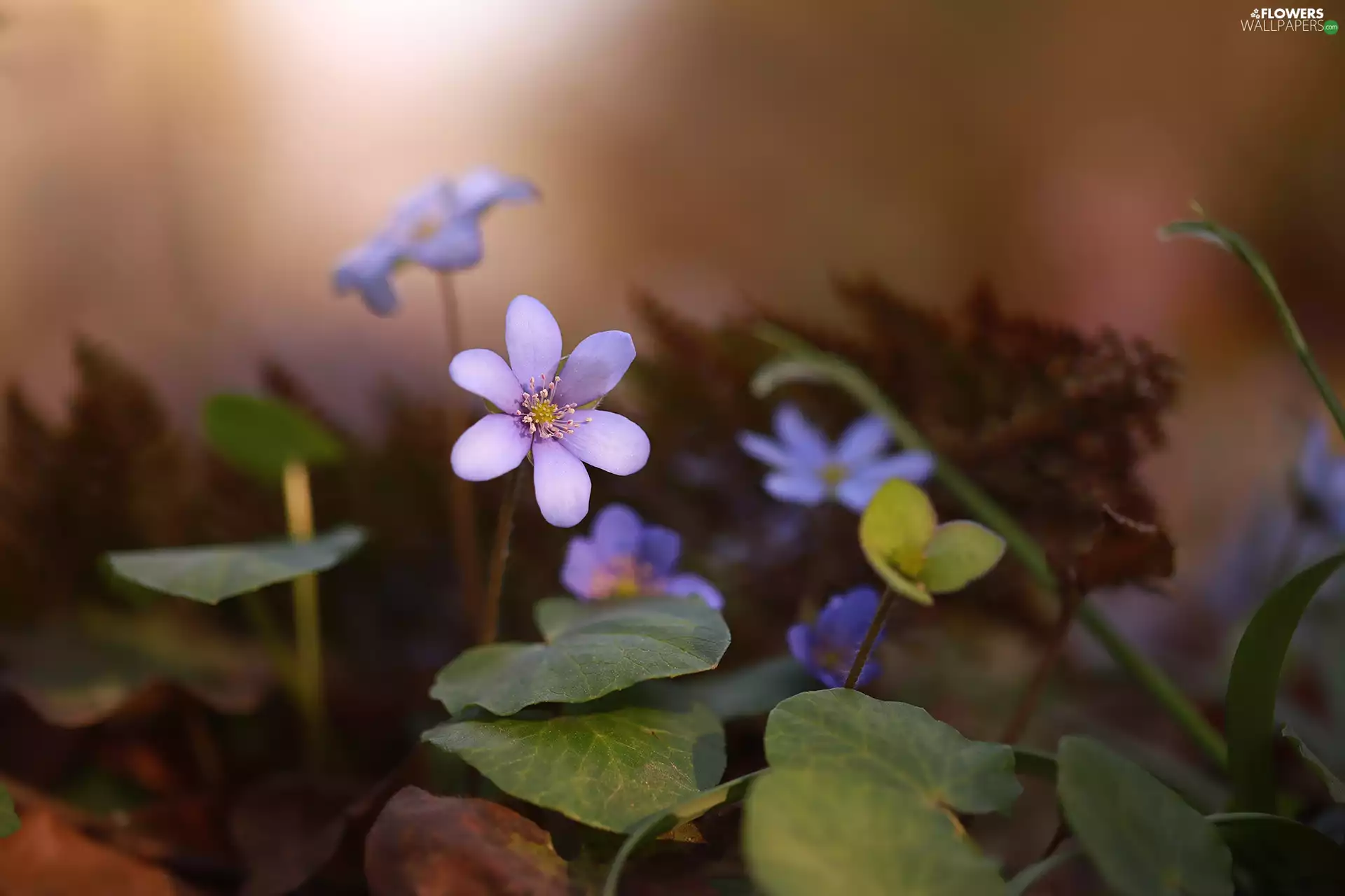 Colourfull Flowers, Violet, Hepatica