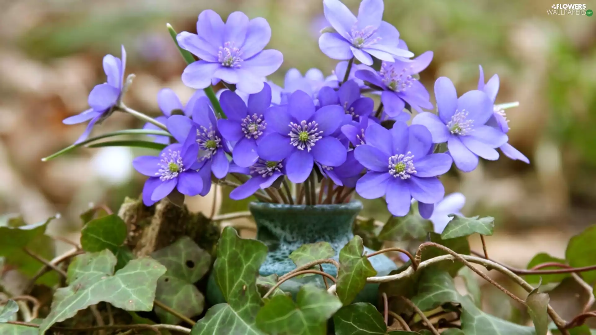 ivy, small bunch, hepatica